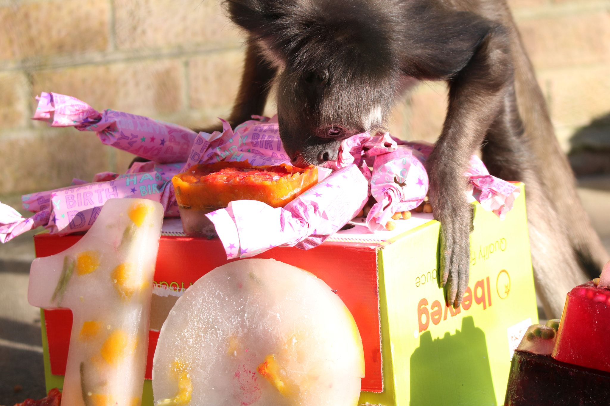Tamron SP 150-600mm F5-6.3 Di VC USD sample photo. A spider monkey's birthday party photography