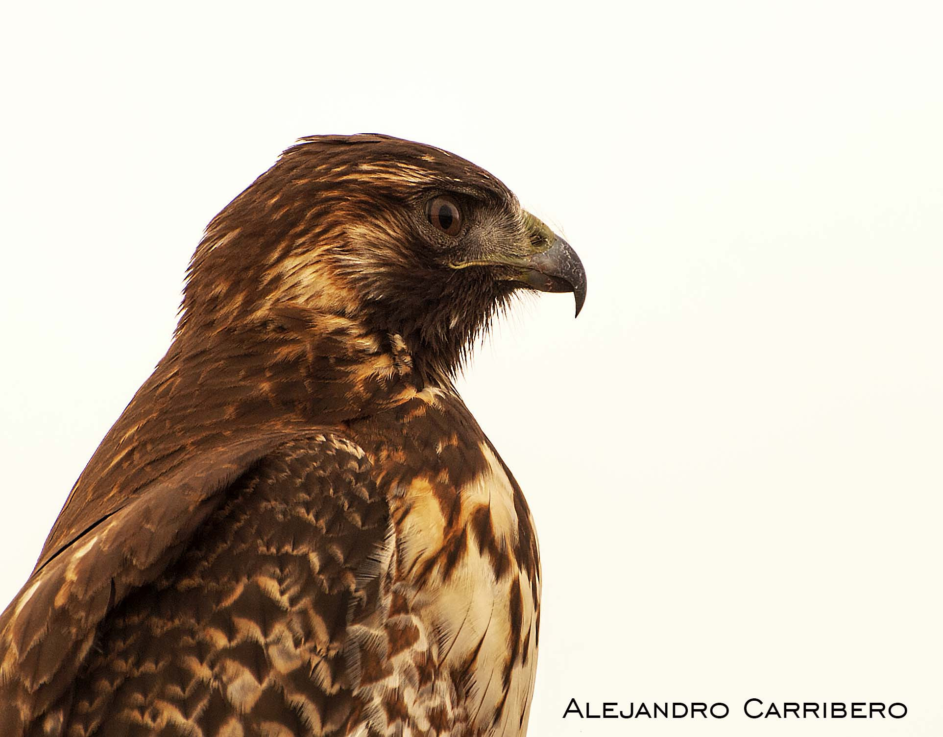 Nikon D60 sample photo. Aguilucho comun photography