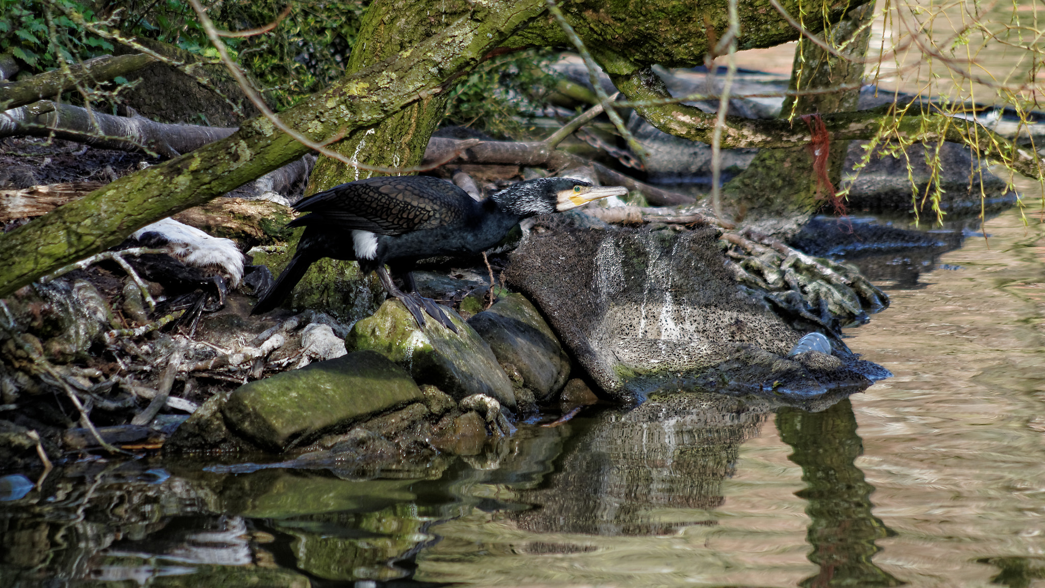 Pentax K-50 sample photo. Great cormorant photography
