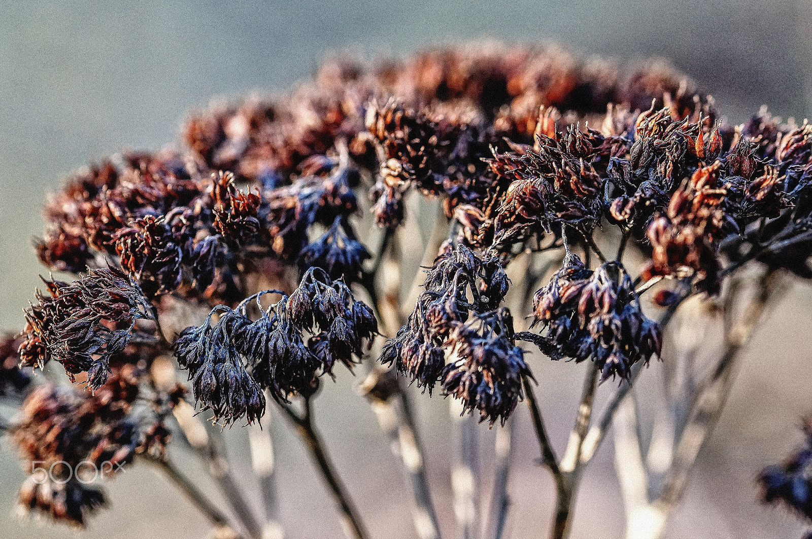 Sony SLT-A57 + 105mm F2.8 sample photo. Magic of evanescence 15 photography