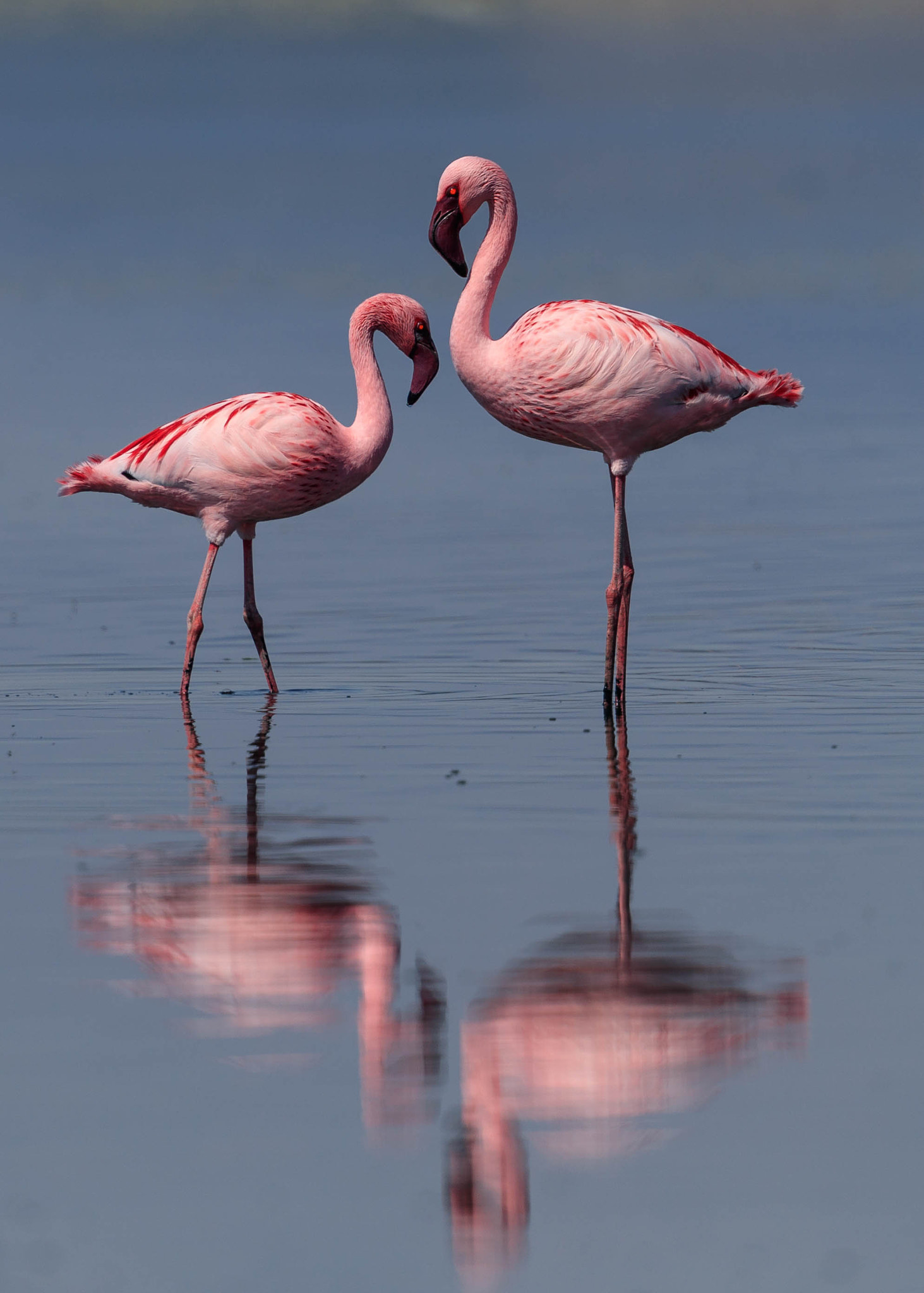 Canon EF 500mm F4L IS II USM sample photo. Flamingos photography