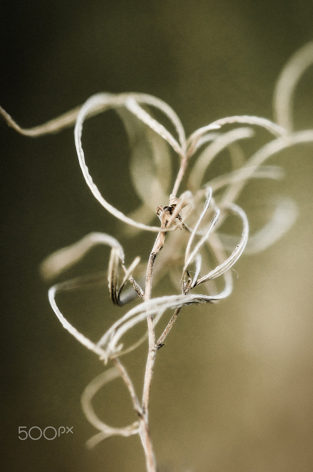 Sony SLT-A57 + 105mm F2.8 sample photo. Magic of evanecence 16 photography