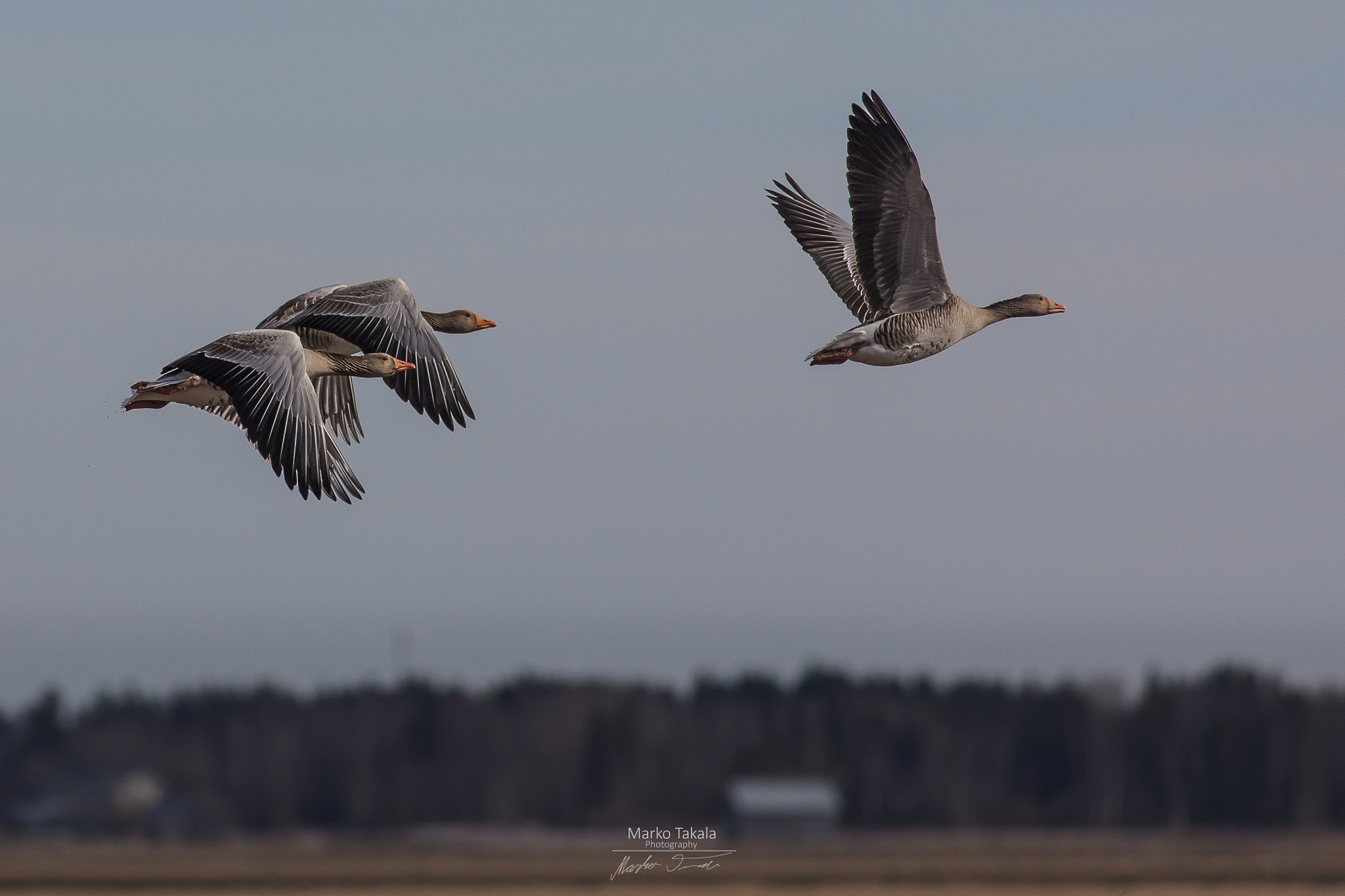 Canon EOS 5D Mark II + Canon EF 400mm F5.6L USM sample photo. Greylag goose's photography