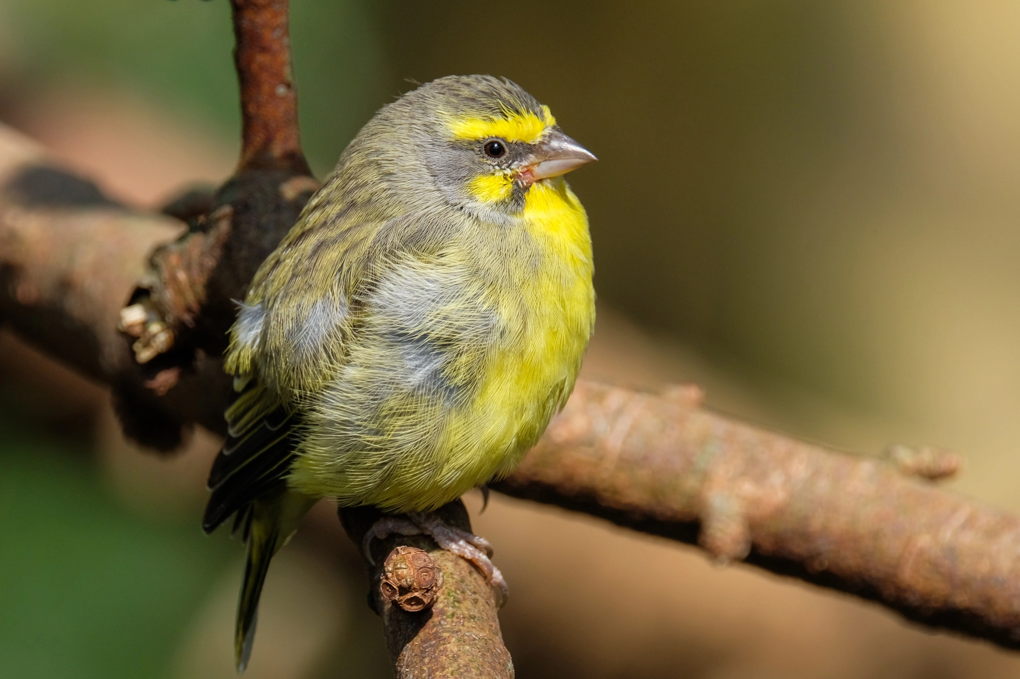 Fujifilm X-Pro2 + XF100-400mmF4.5-5.6 R LM OIS WR + 1.4x sample photo. Yellow-fronted canary photography