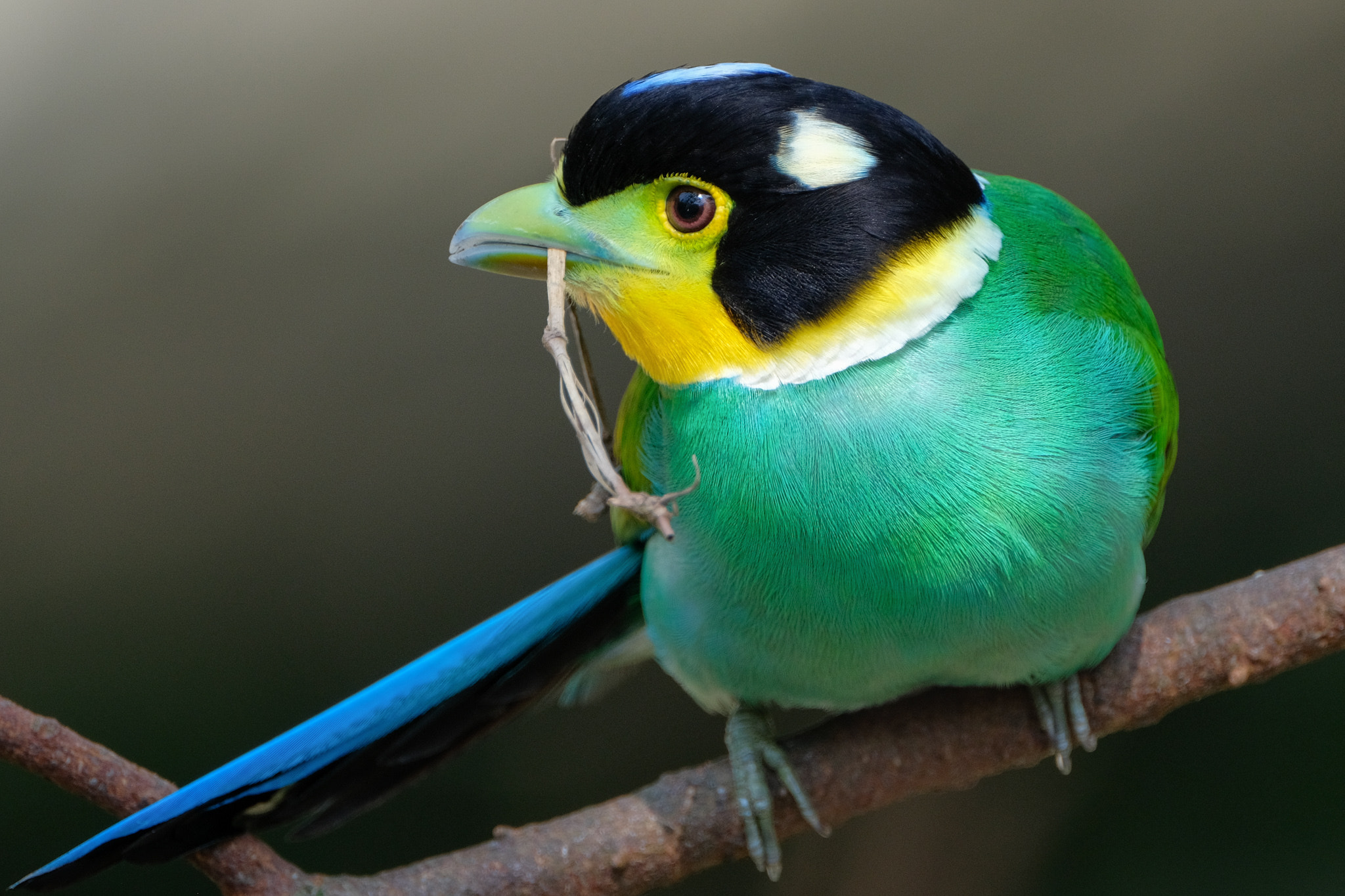 XF100-400mmF4.5-5.6 R LM OIS WR + 1.4x sample photo. Long-tailed broadbill photography