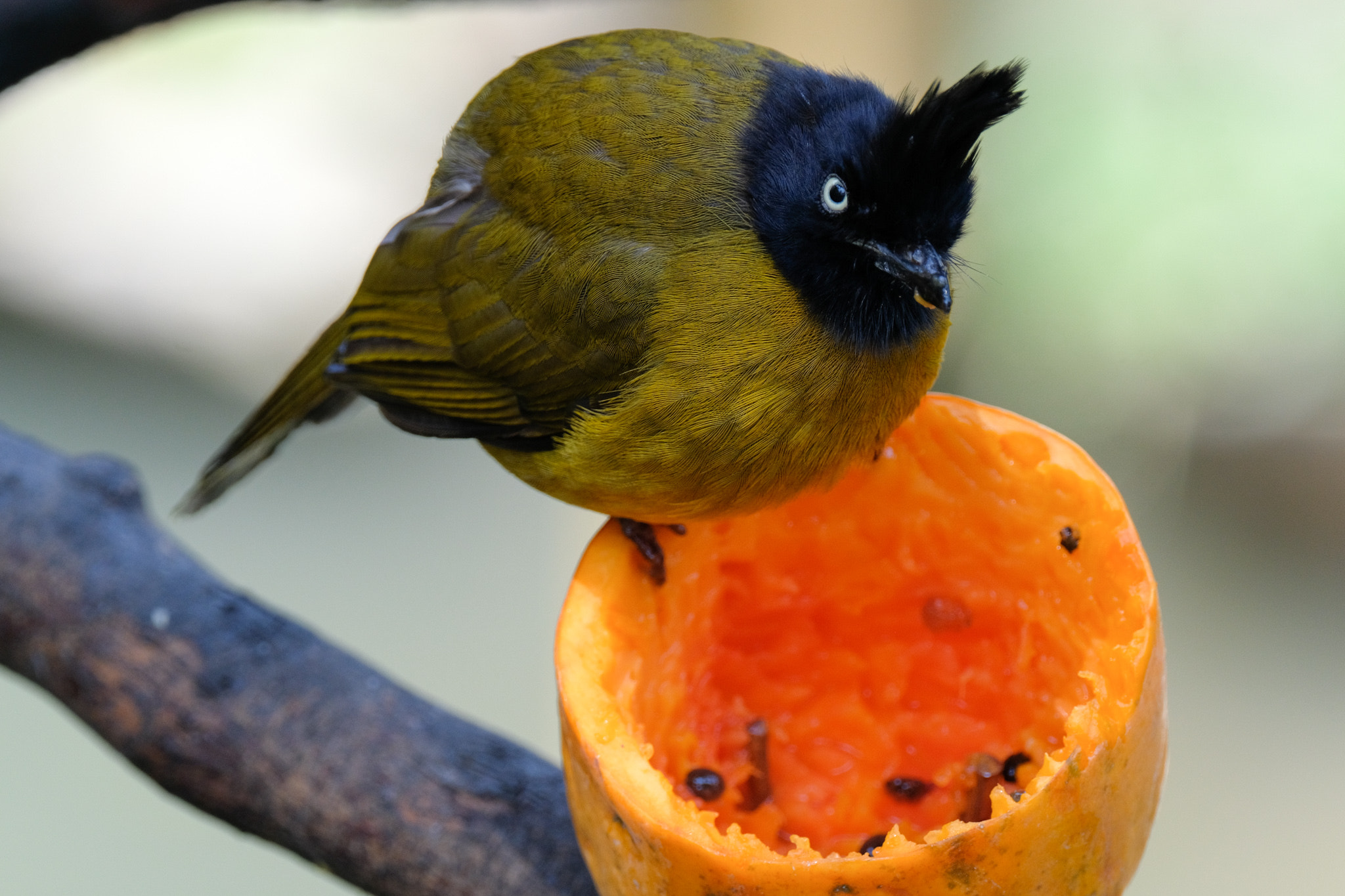 XF100-400mmF4.5-5.6 R LM OIS WR + 1.4x sample photo. Black-crested yellow bulbul photography