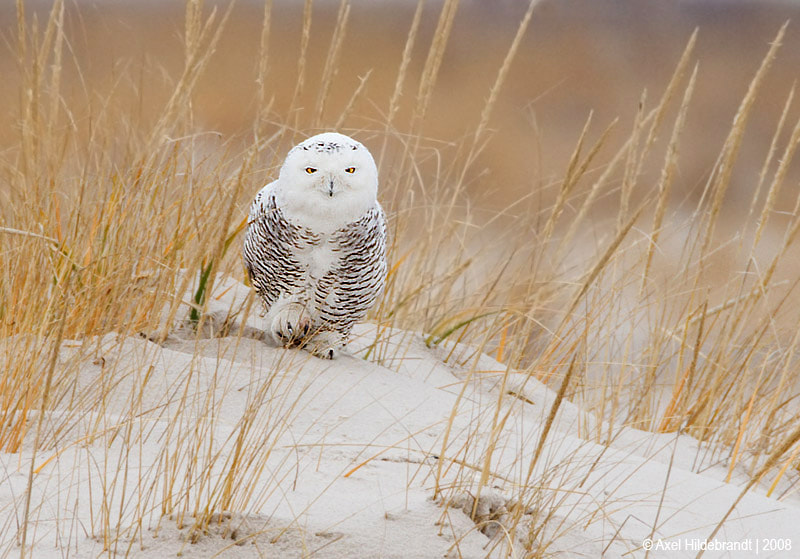 Canon EOS-1D Mark III + Canon EF 500mm F4L IS USM sample photo. Snowy owl in the dunes photography