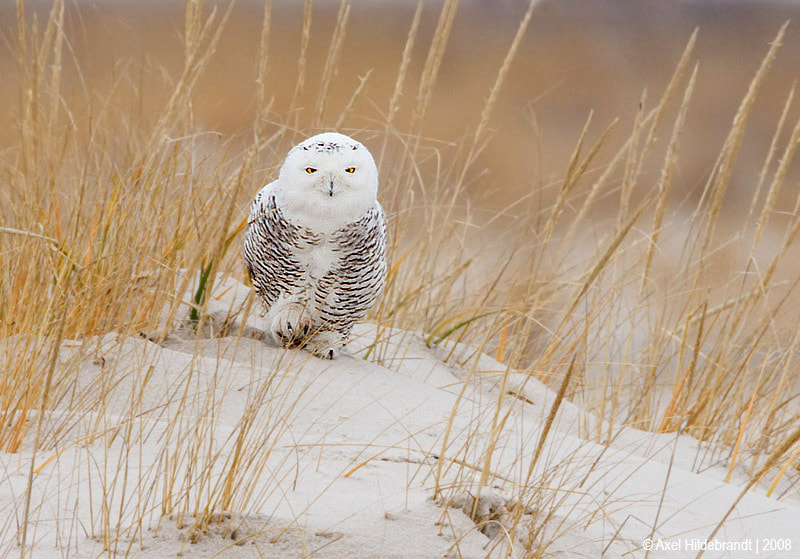 Canon EF 500mm F4L IS USM sample photo. Snowy owl in the dunes photography