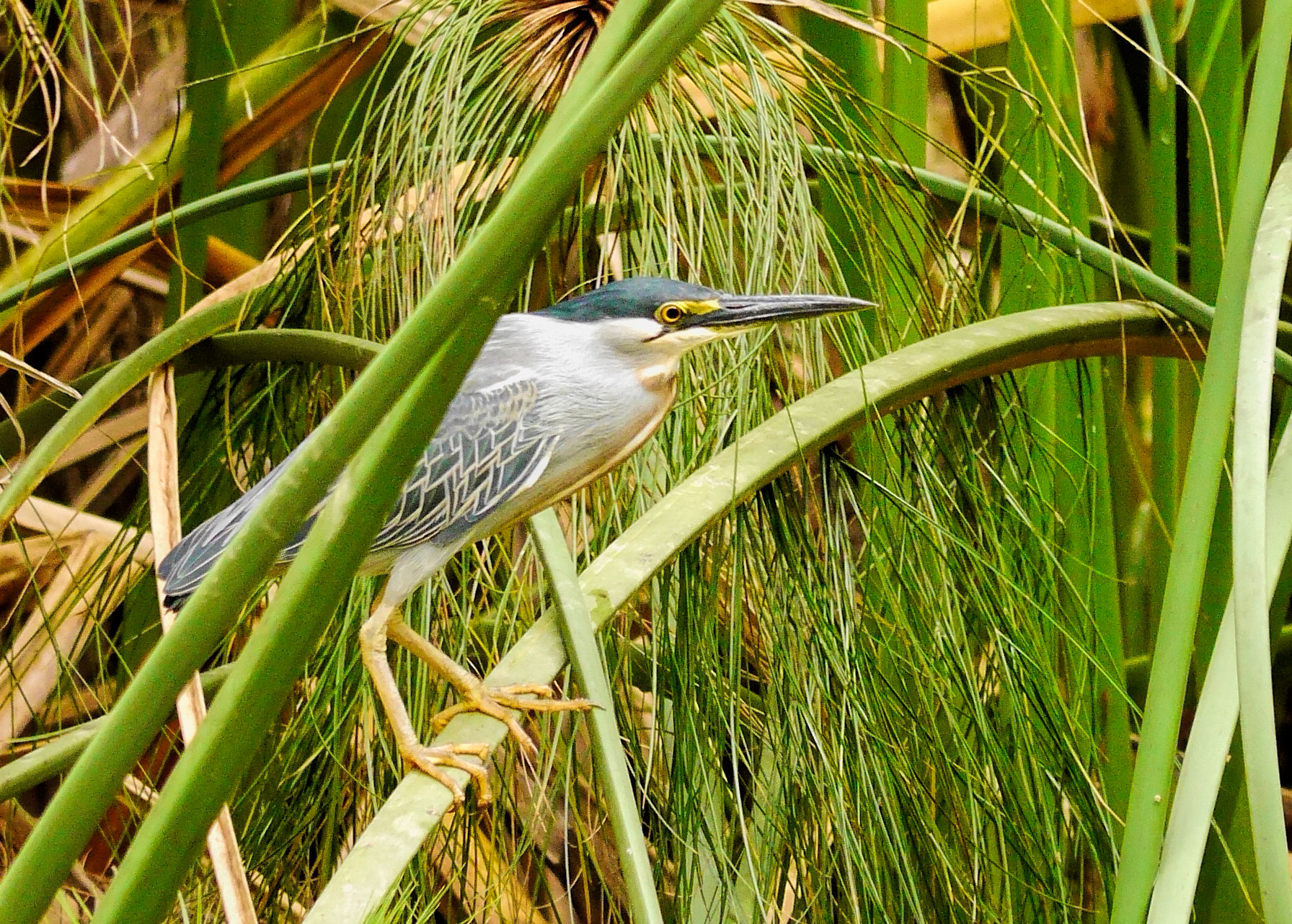 Panasonic Lumix DMC-G6 sample photo. Striated heron photography