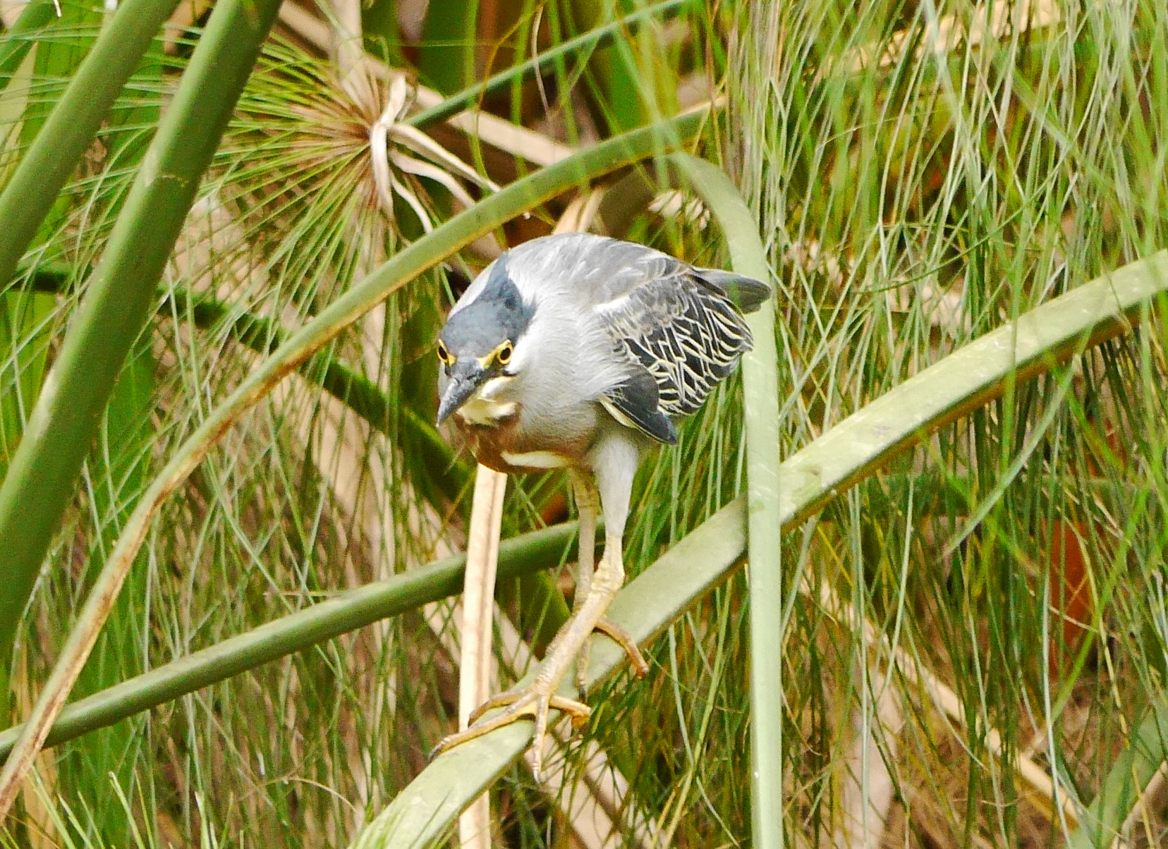 Panasonic Lumix DMC-G6 sample photo. Striated heron photography