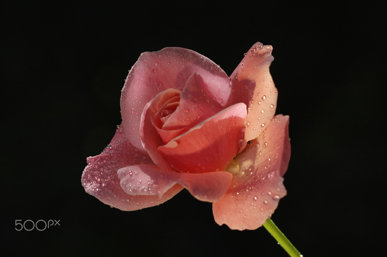 Sigma APO Macro 150mm f/2.8 EX DG HSM sample photo. Pink beauty photography