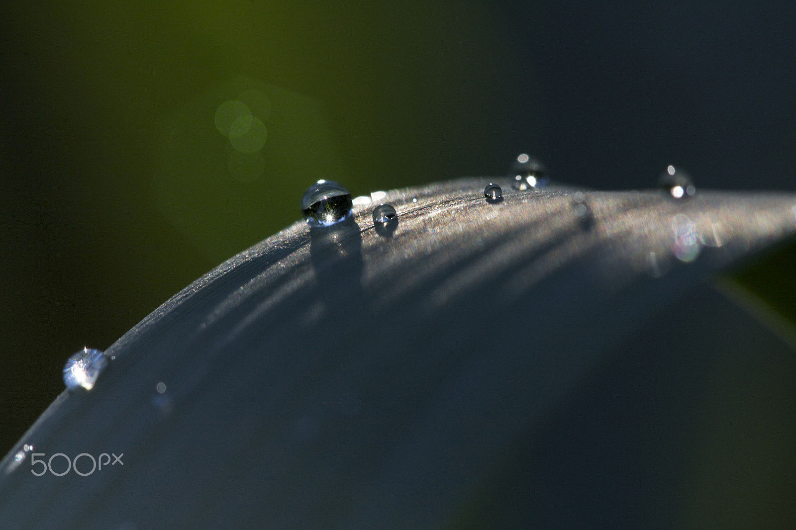 Sigma APO Macro 150mm f/2.8 EX DG HSM sample photo. Dawn dews photography