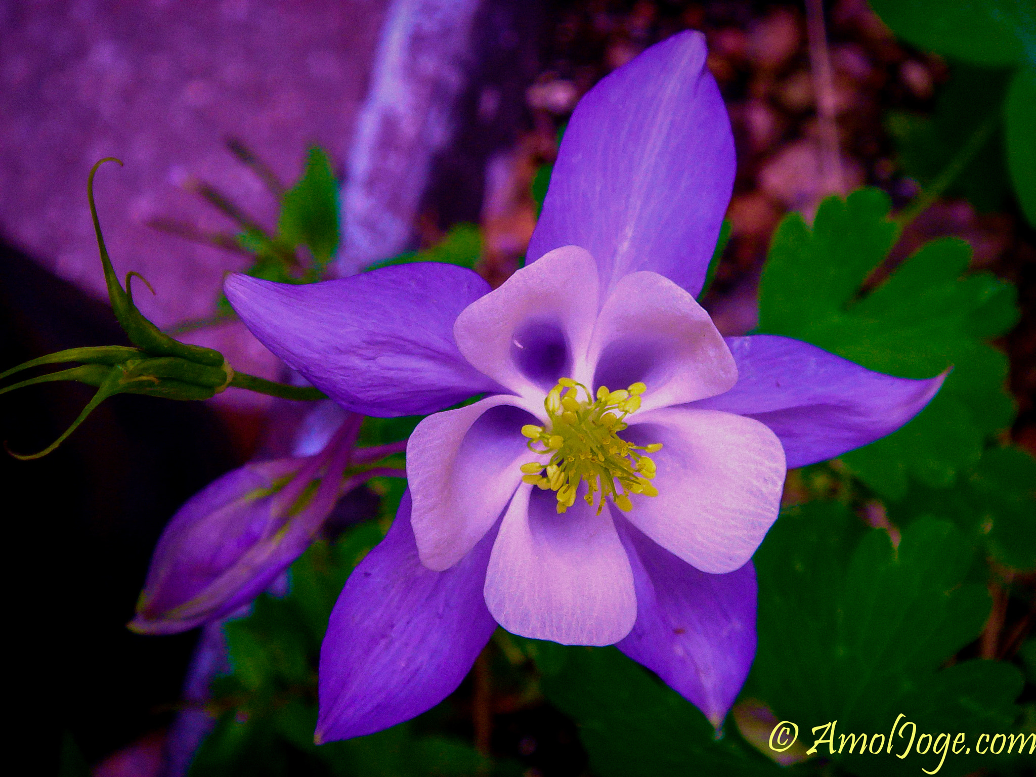 Sony DSC-T9 sample photo. Nature is the best artist... photography
