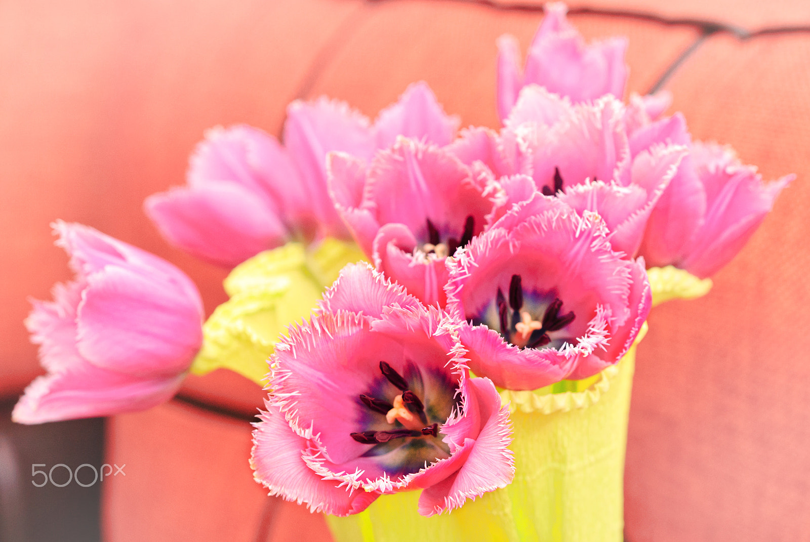 Nikon D200 + AF Nikkor 50mm f/1.8 N sample photo. Tulips photography