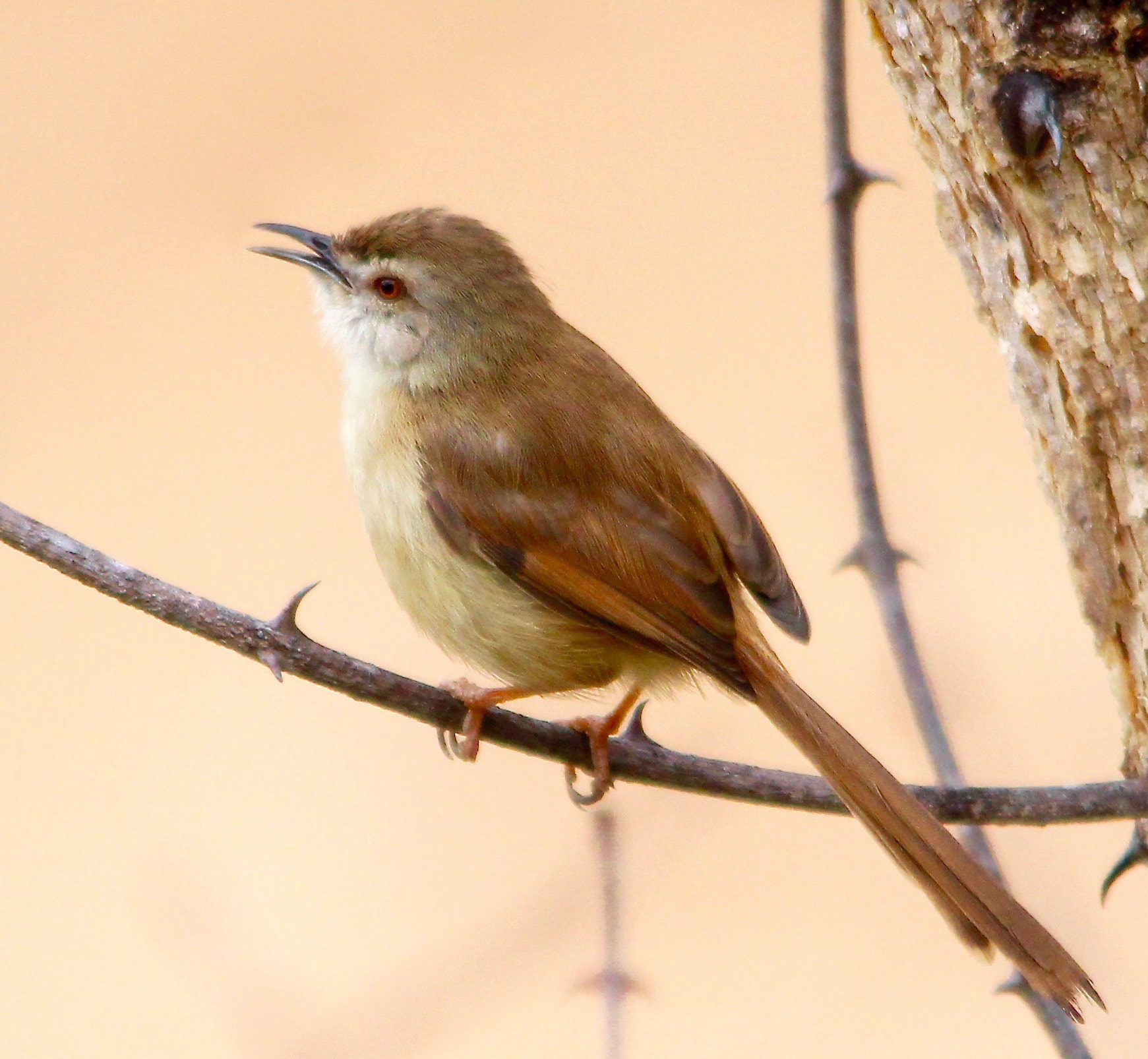Sigma 150-500mm F5-6.3 DG OS HSM sample photo. Tawny-flanked prinia....singing photography