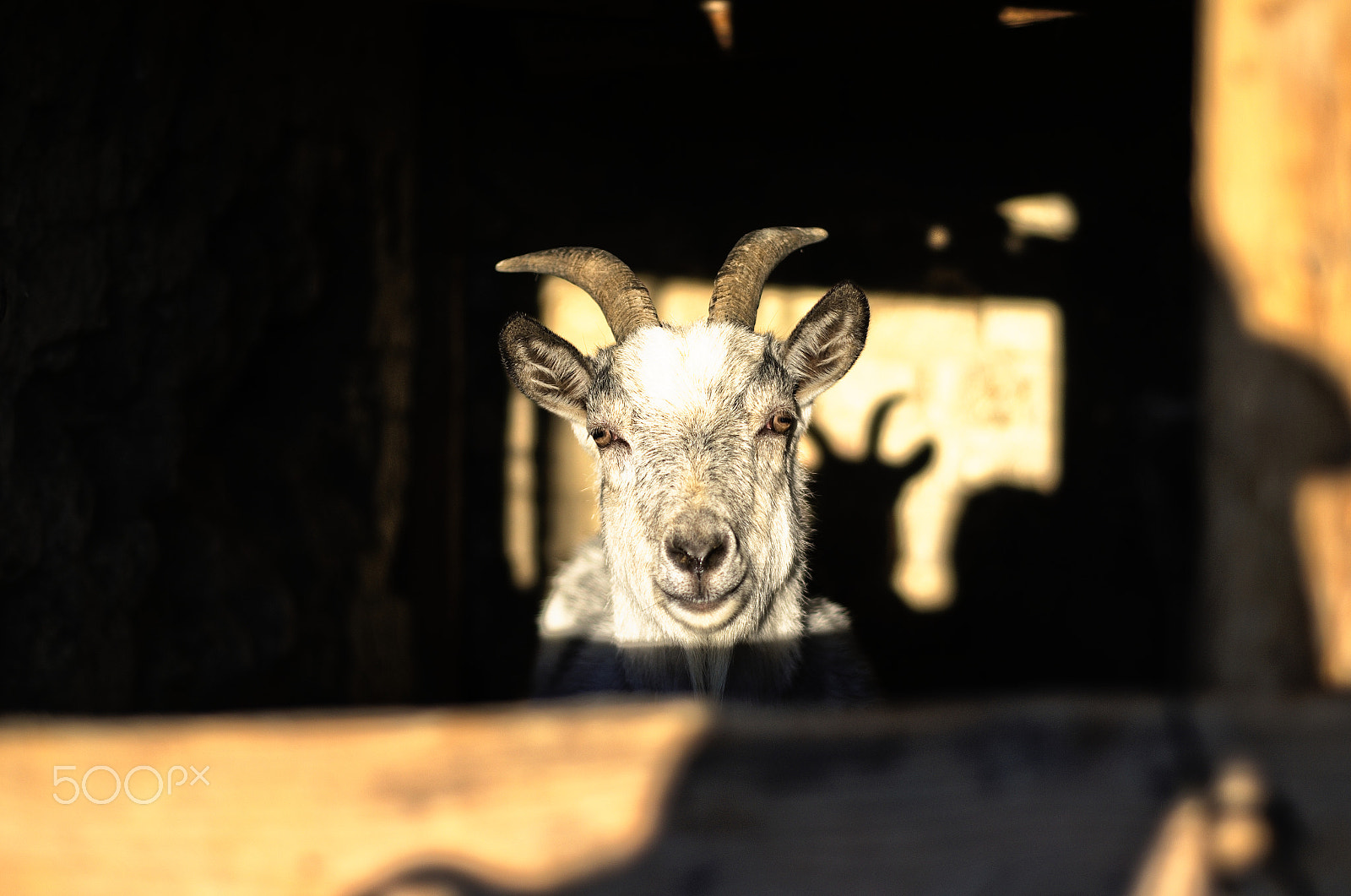 50.0mm F1.8 sample photo. Goat photography