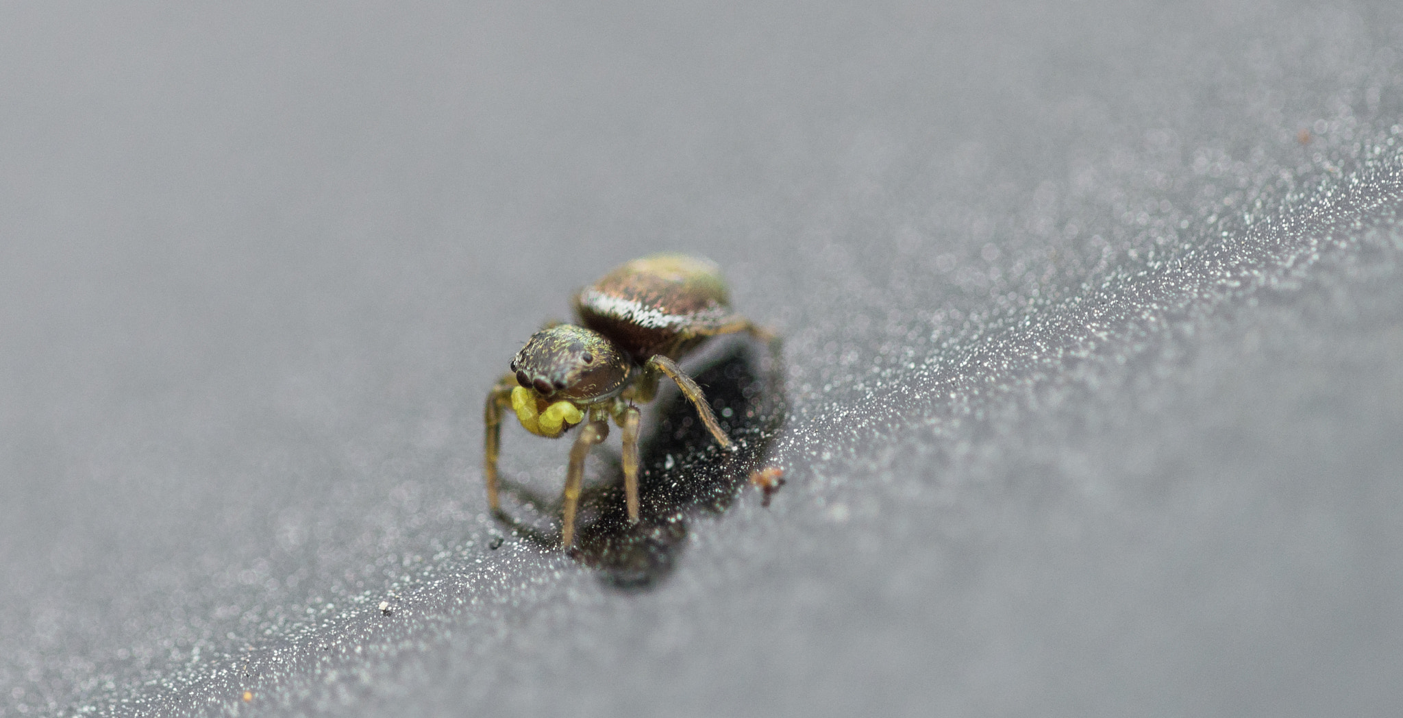 Sigma 150mm F2.8 EX DG Macro HSM sample photo. Eyes everywhere. photography
