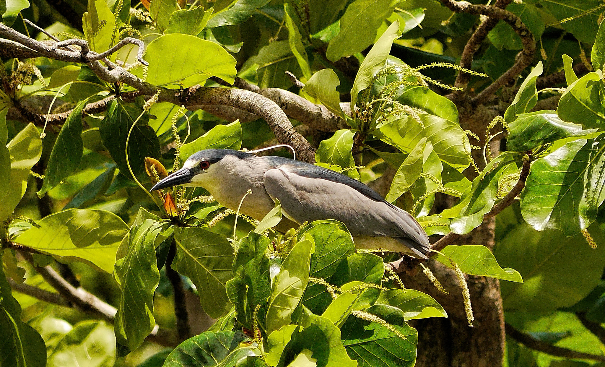 Panasonic Lumix DMC-G6 sample photo. Black-crowned night heron photography