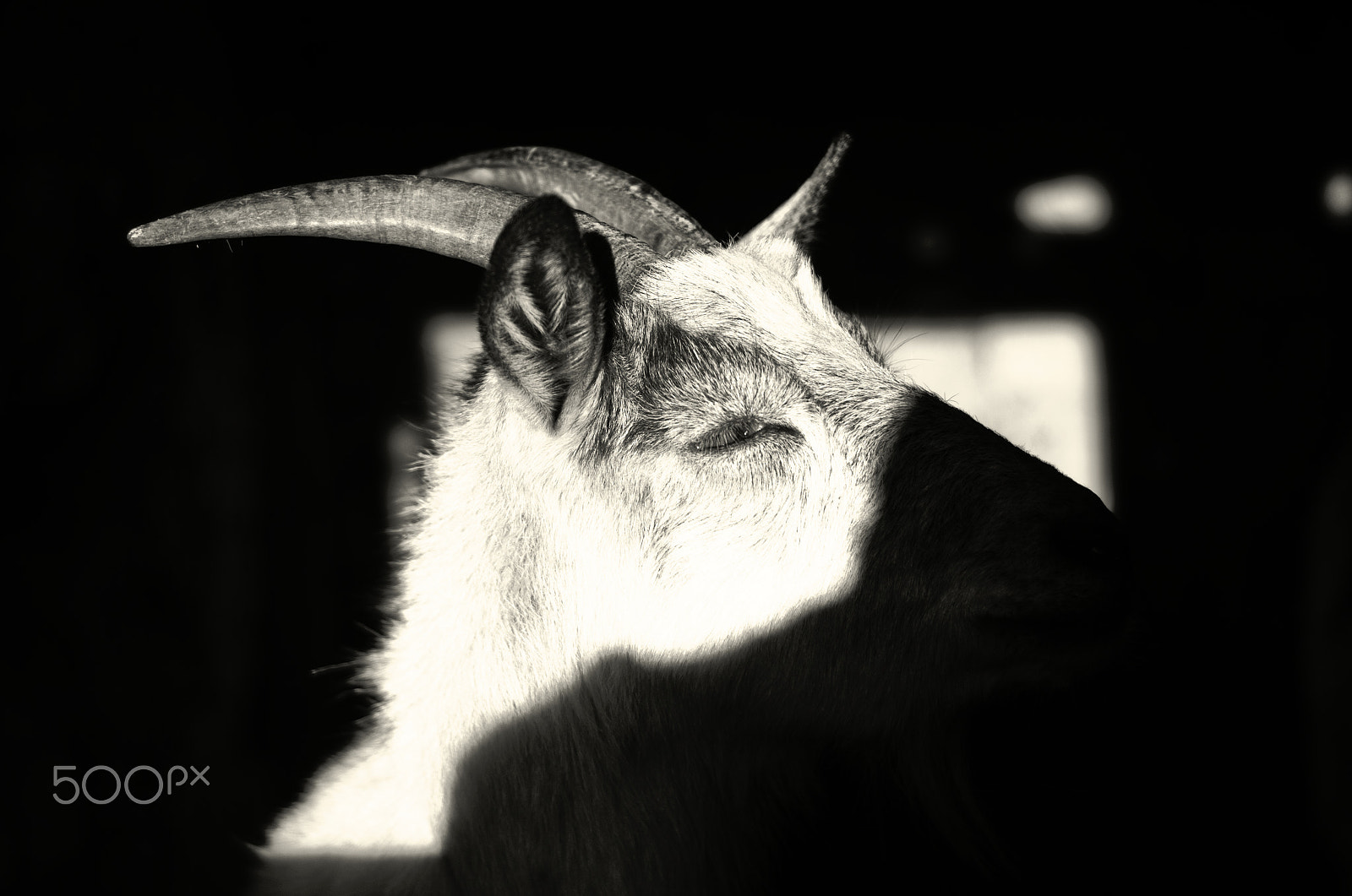 50.0mm F1.8 sample photo. Horns photography