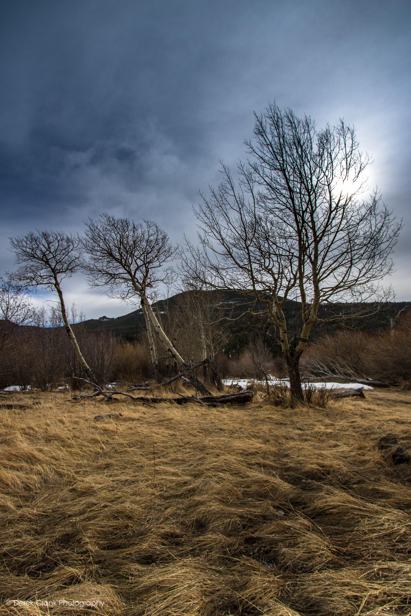 Canon EOS 750D (EOS Rebel T6i / EOS Kiss X8i) + Canon EF-S 10-22mm F3.5-4.5 USM sample photo. Dormant aspens in the meadow photography