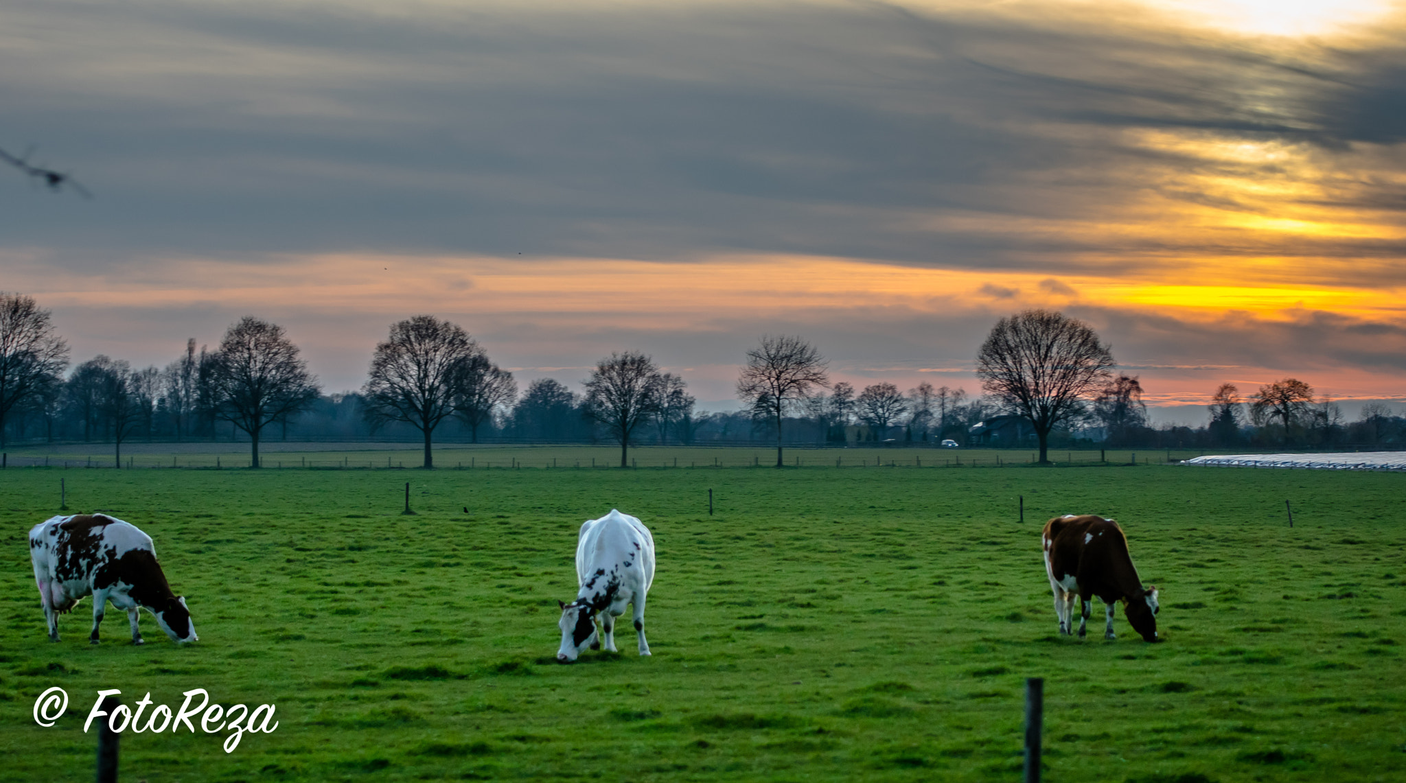 Sigma 70-200mm F2.8 EX DG OS HSM sample photo. Cows at the sunset photography