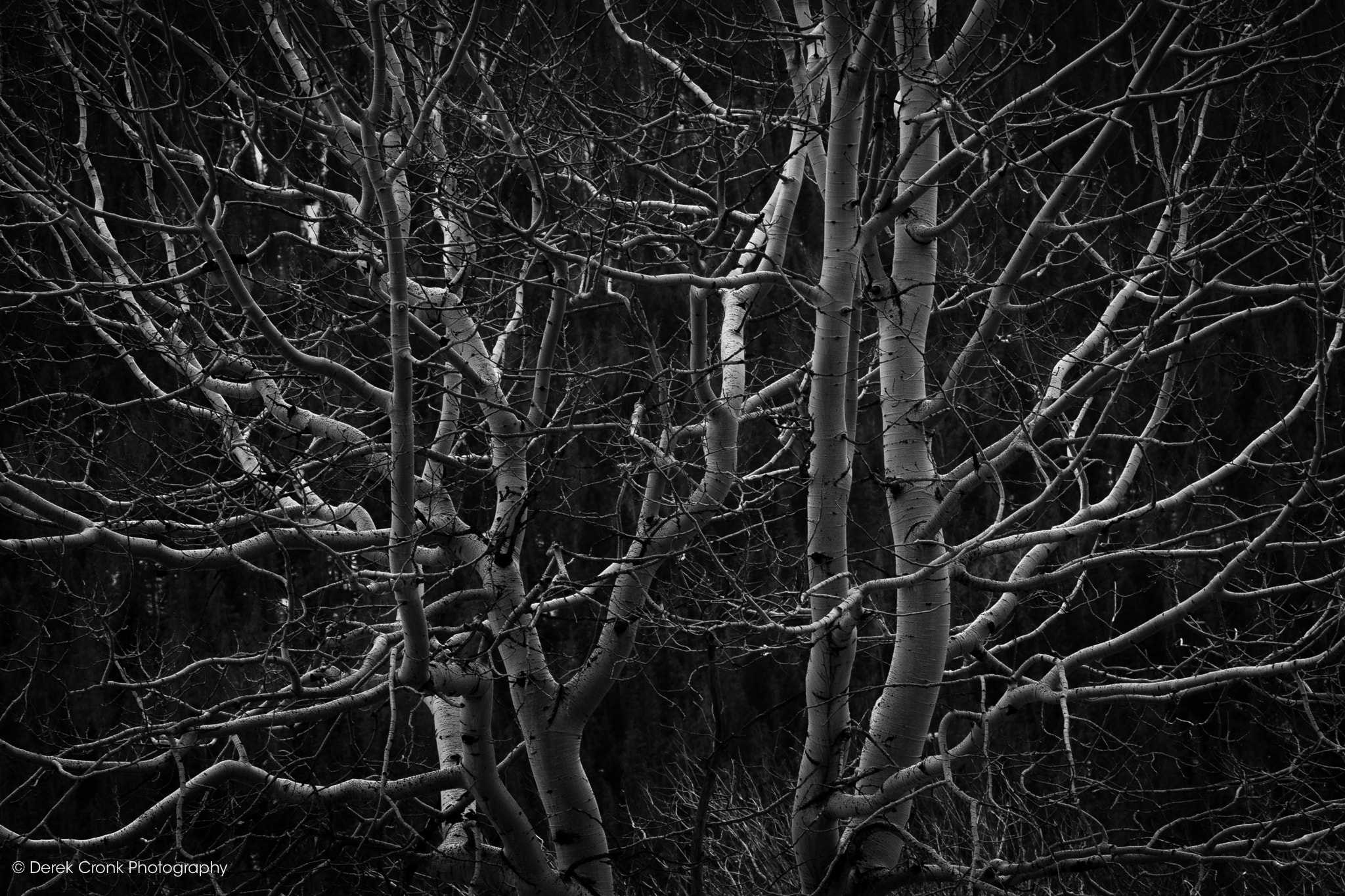 Canon EOS 750D (EOS Rebel T6i / EOS Kiss X8i) + Canon EF 70-200mm F4L USM sample photo. Winter aspens photography