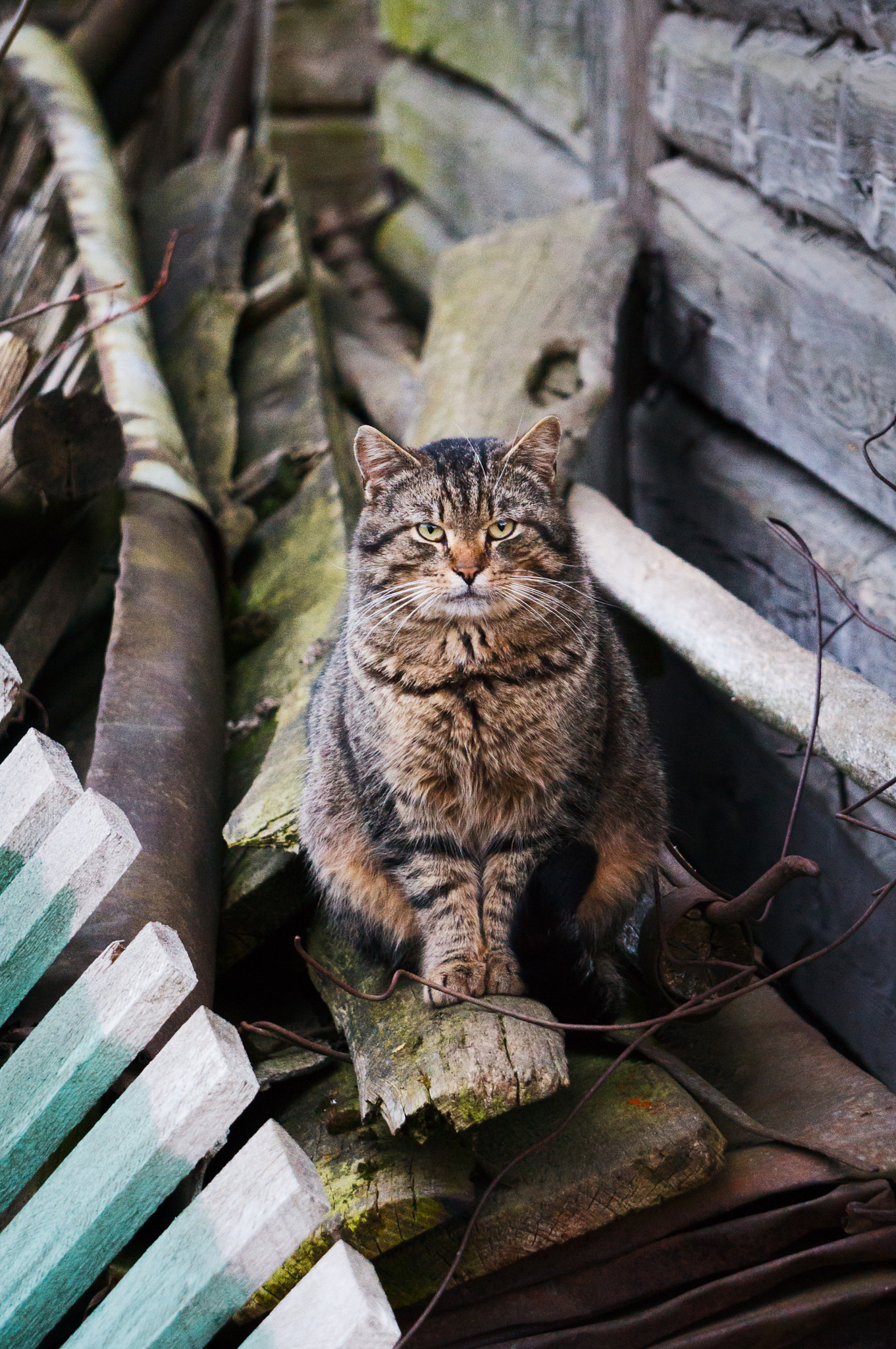 Sony Alpha NEX-3N + Sony E 55-210mm F4.5-6.3 OSS sample photo. Cat photography