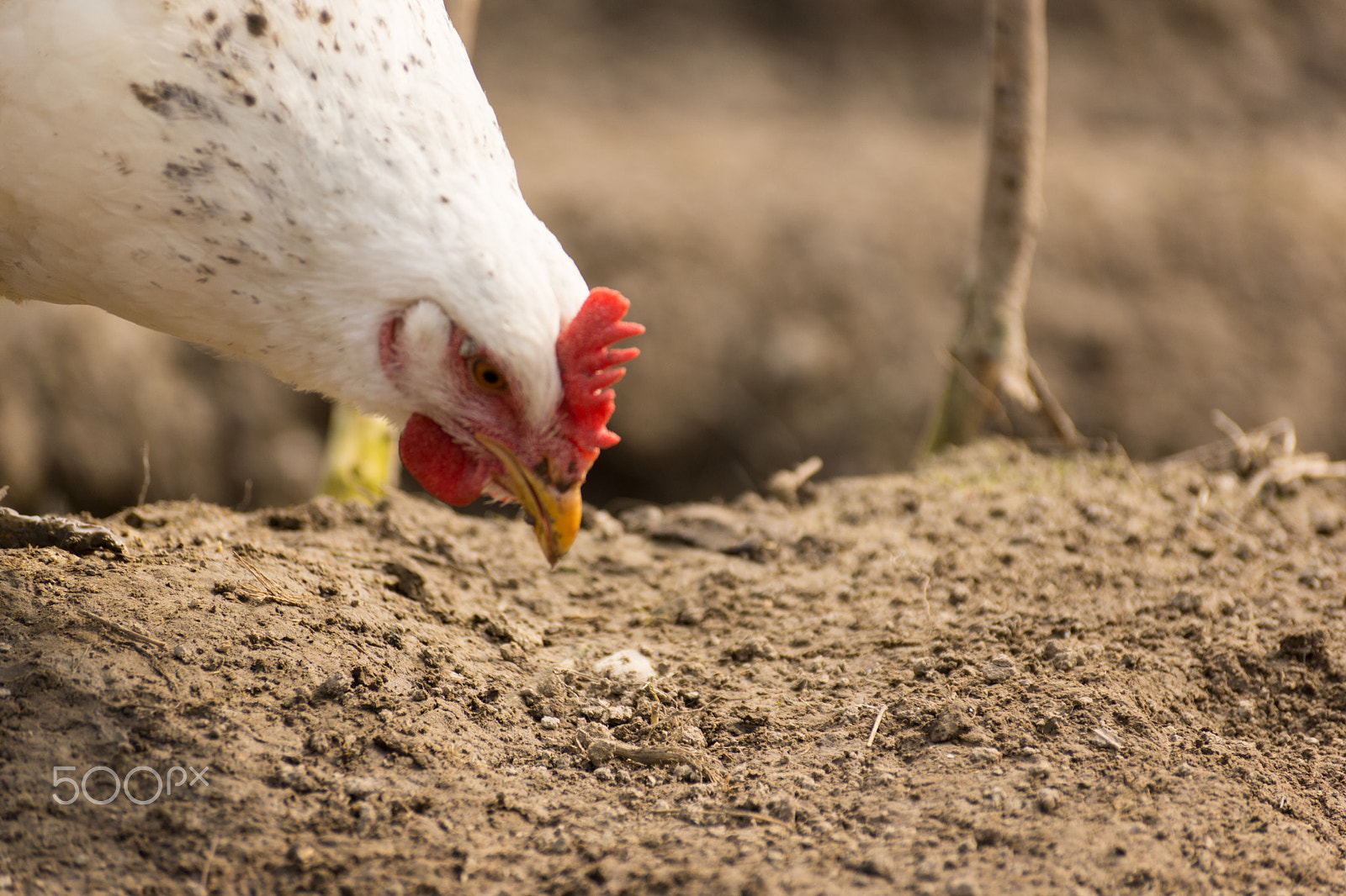 Sony DT 55-300mm F4.5-5.6 SAM sample photo. Chick, chicken, rooster poultry concept. photography