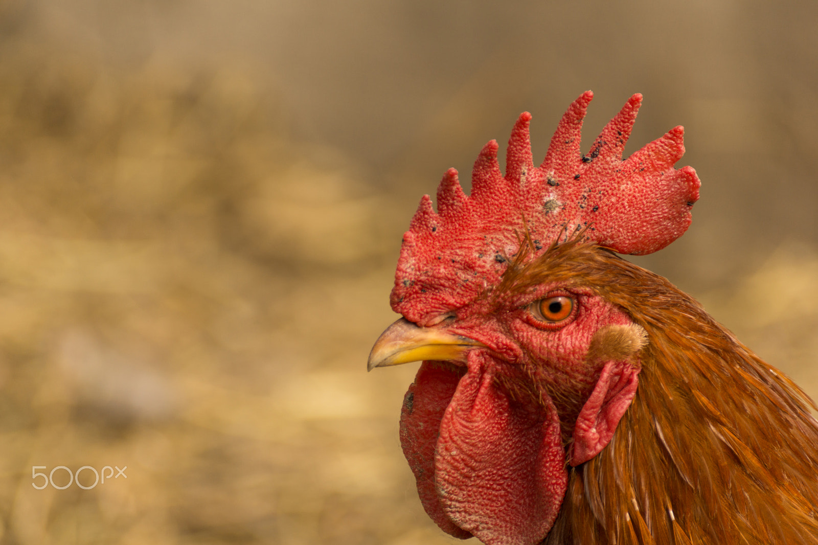 Sony DT 55-300mm F4.5-5.6 SAM sample photo. Chick, chicken, rooster poultry concept. photography