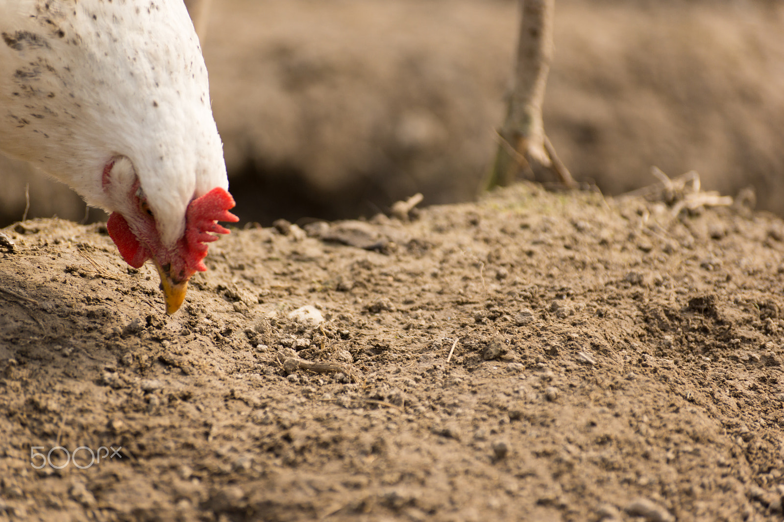 Sony DT 55-300mm F4.5-5.6 SAM sample photo. Chick, chicken, rooster poultry concept. photography