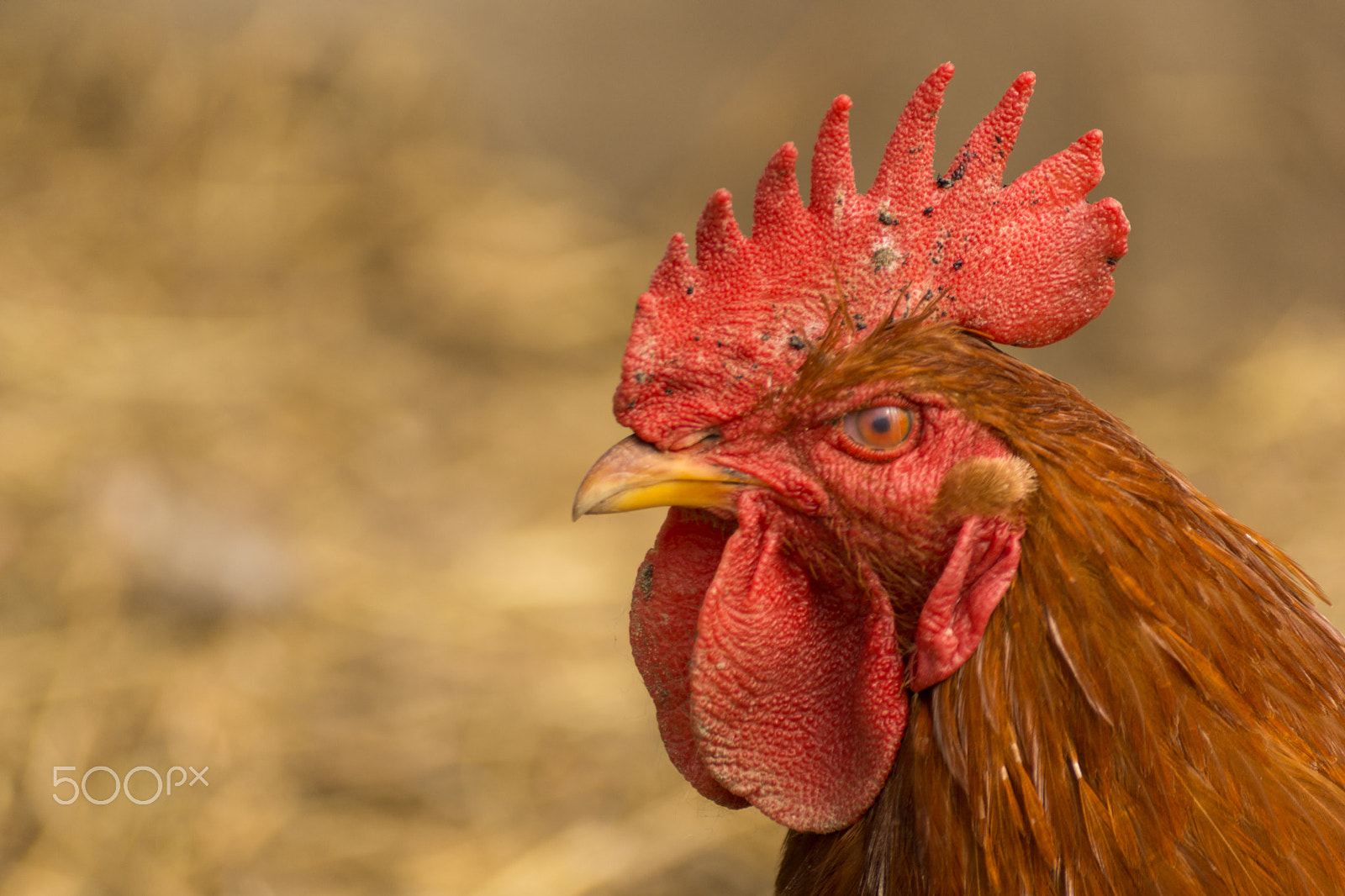 Sony DT 55-300mm F4.5-5.6 SAM sample photo. Chick, chicken, rooster poultry concept. photography