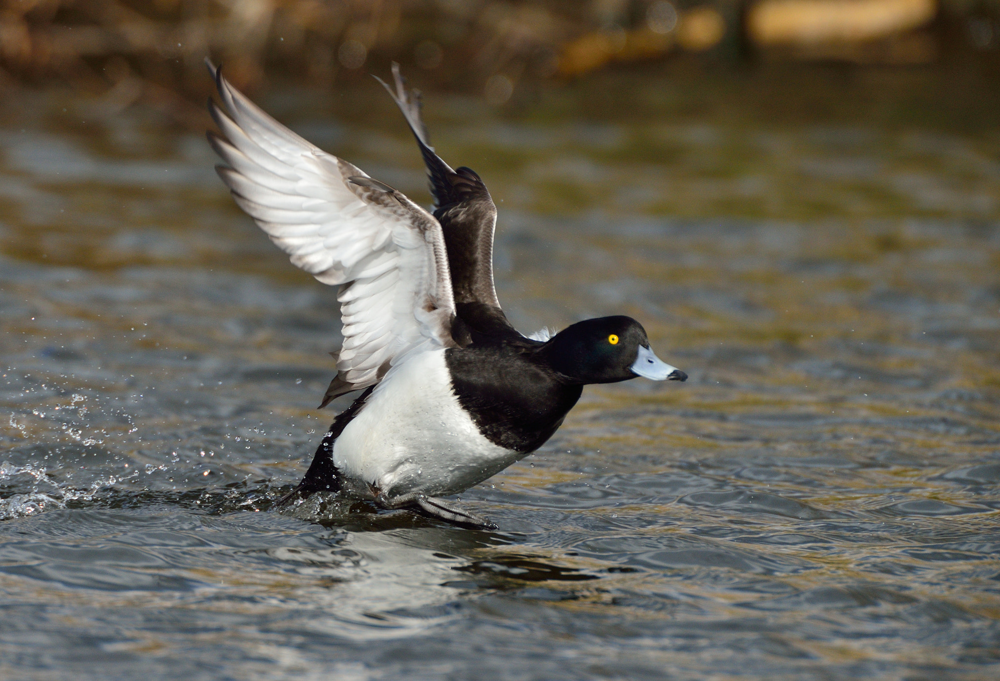AF-S Nikkor 600mm f/4D IF-ED + TC-14E sample photo. Kuifeend photography