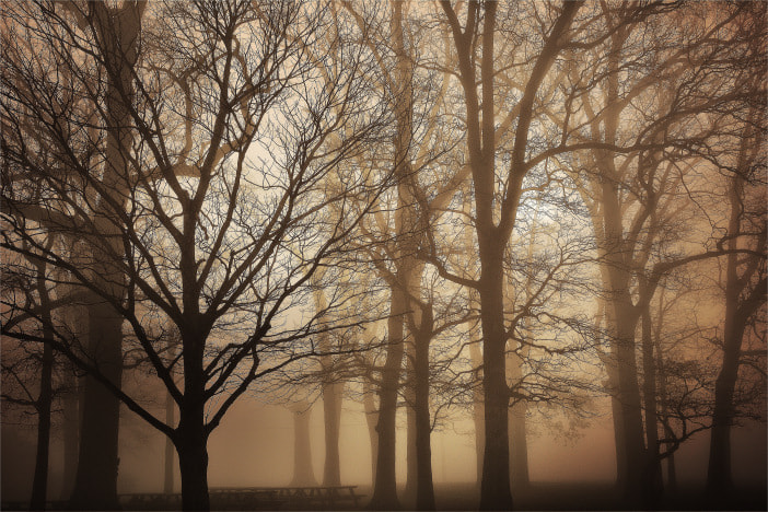Hipstamatic 311 sample photo. Morning fog in a grove of trees in georgetown, delaware photography