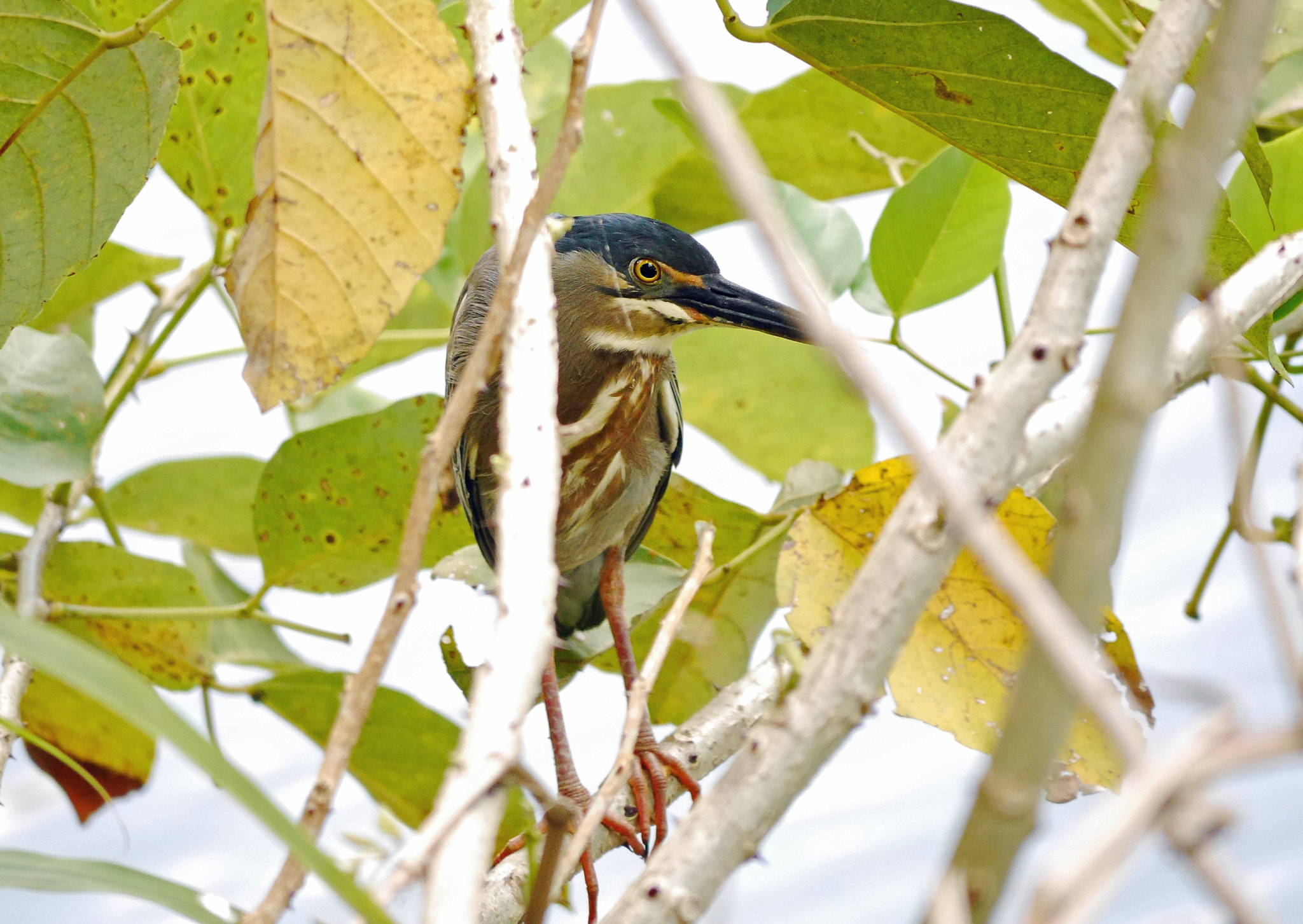 Panasonic Lumix DMC-G6 sample photo. Green herron photography