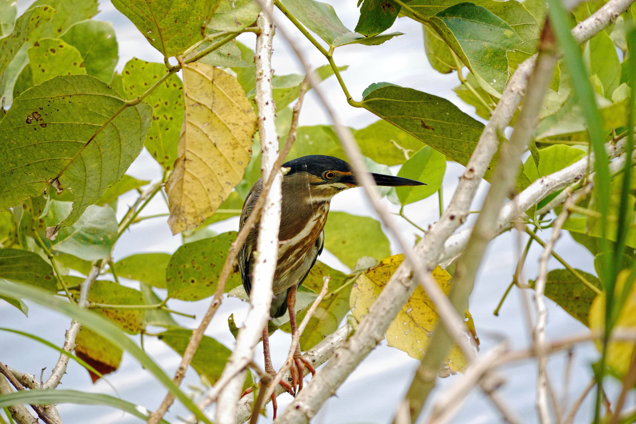 Panasonic Lumix DMC-G6 sample photo. Green herron photography