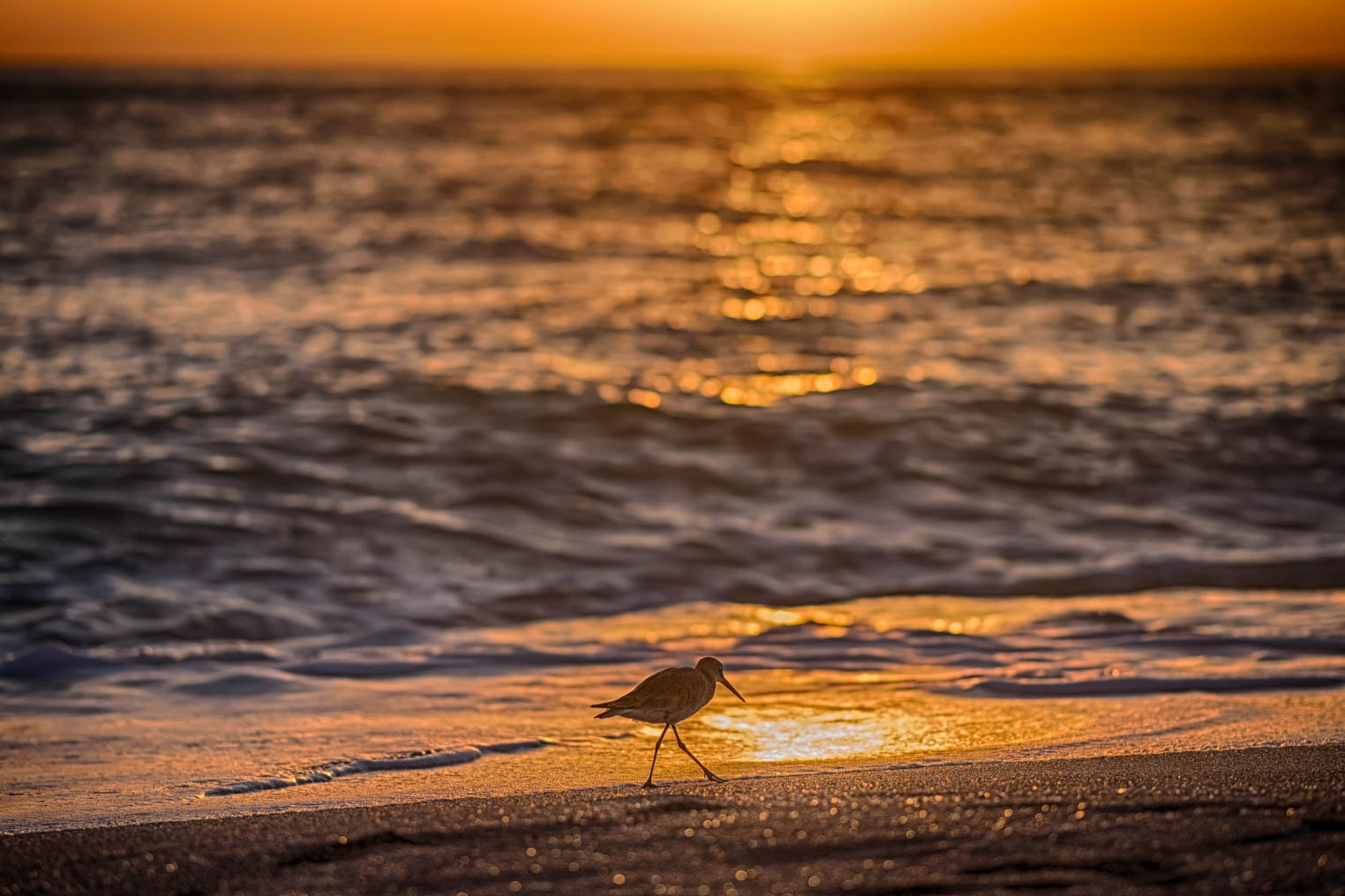 Fujifilm X-E2 + Fujifilm XF 90mm F2 R LM WR sample photo. Lone bird photography