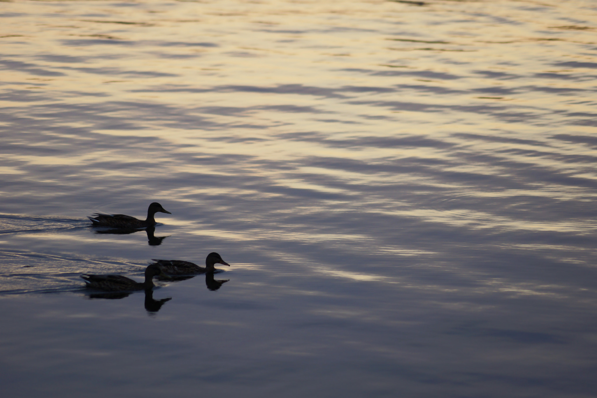 Sony SLT-A65 (SLT-A65V) sample photo. Lake photography