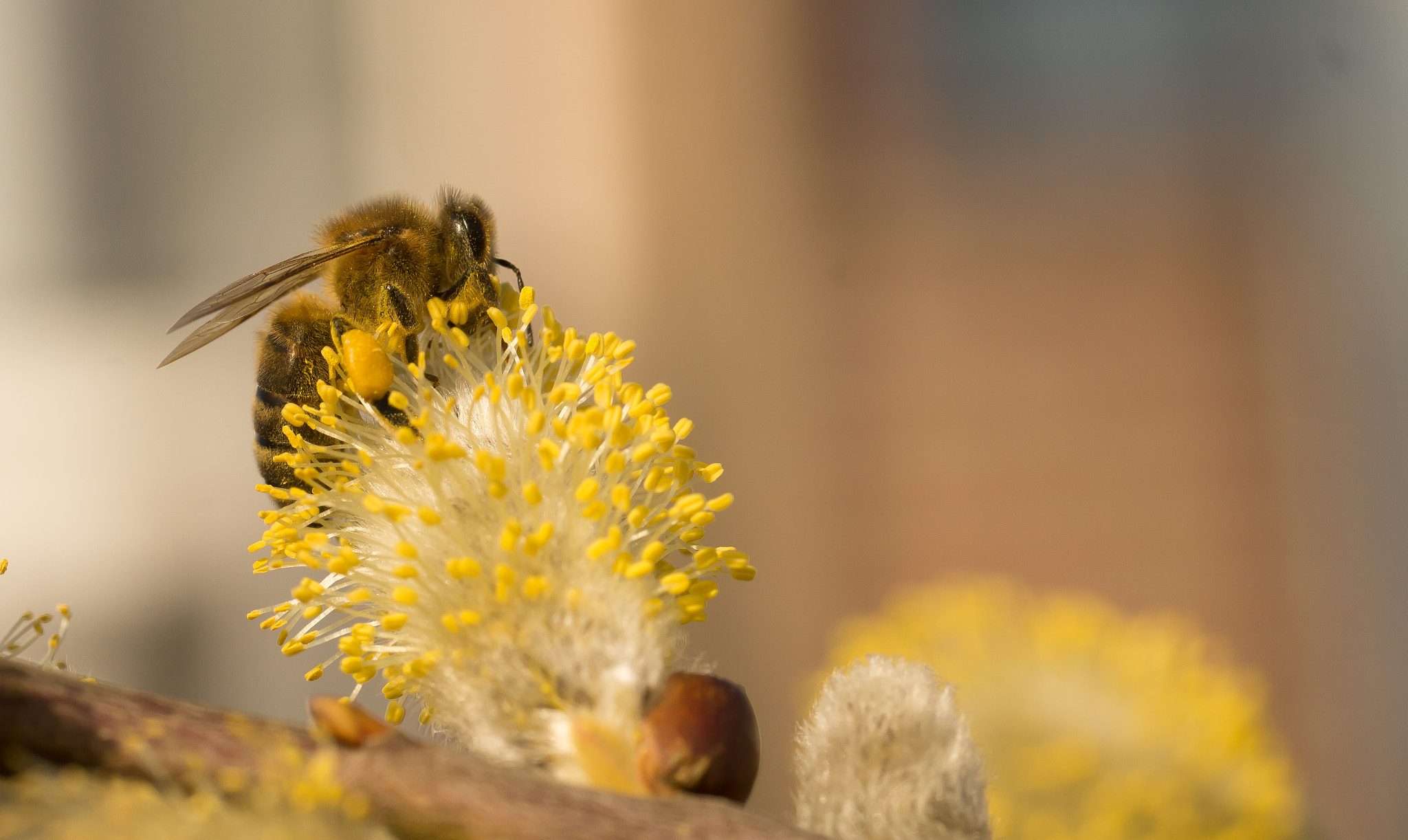 Sony SLT-A65 (SLT-A65V) sample photo. Bij photography