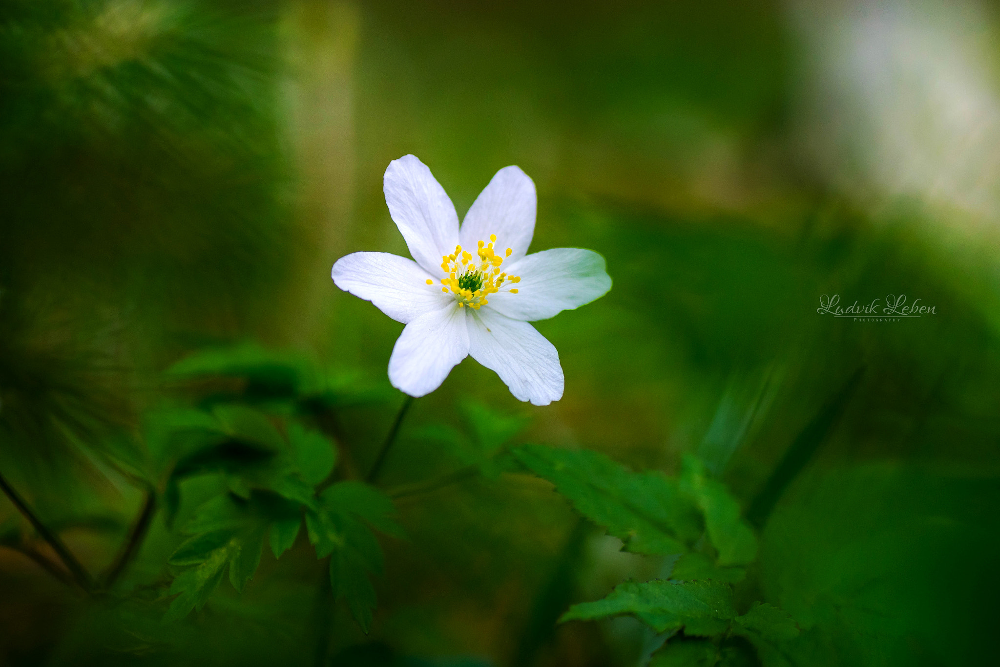 Sony a7 II + Tamron SP AF 90mm F2.8 Di Macro sample photo. Life photography