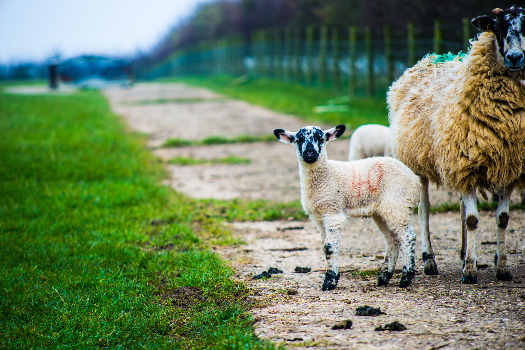 Nikon D800 + AF Nikkor 70-210mm f/4-5.6 sample photo. Happy easter-2.jpg photography