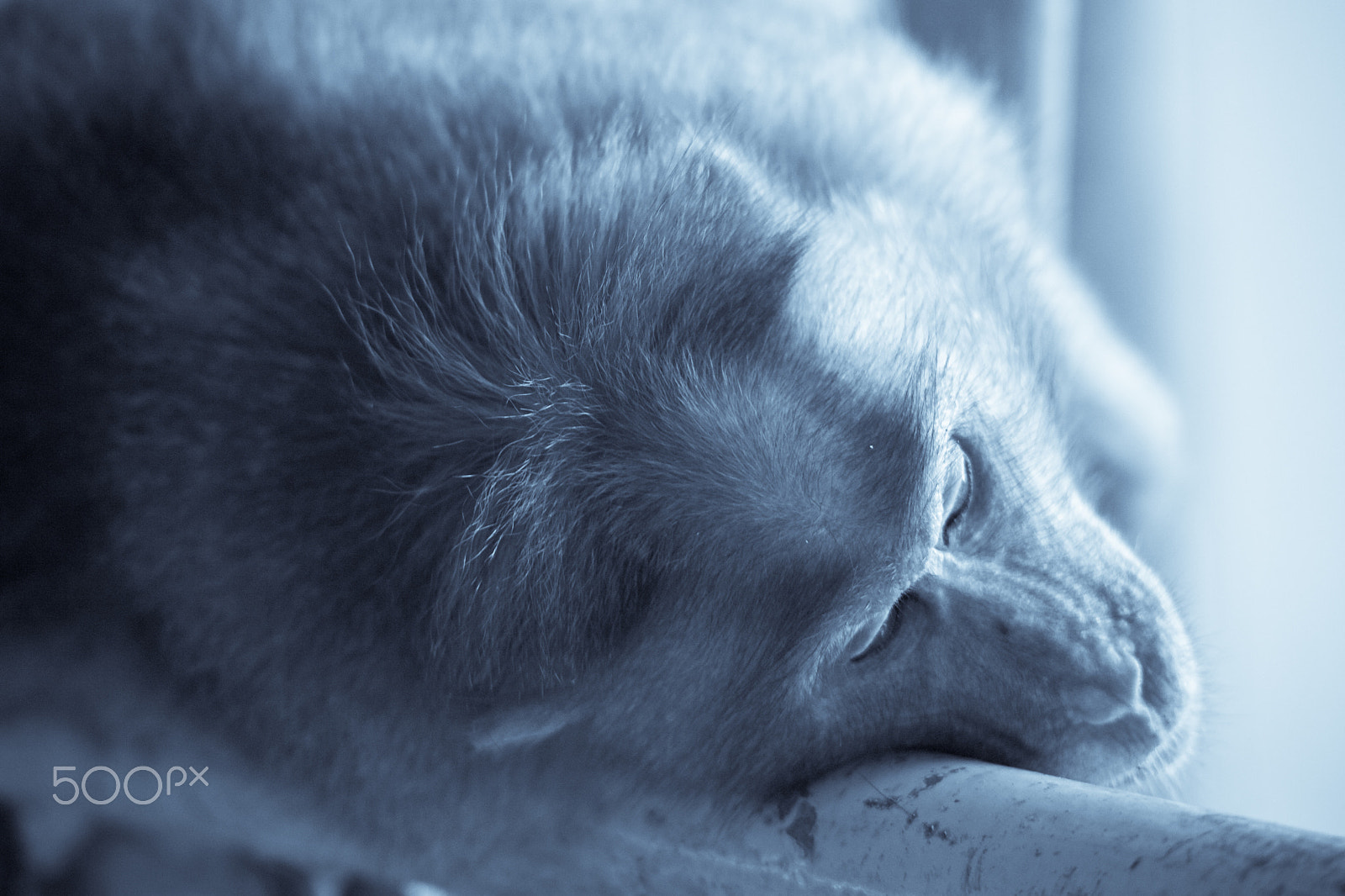 Canon EF 70-210mm f/3.5-4.5 USM sample photo. Monkey nap photography