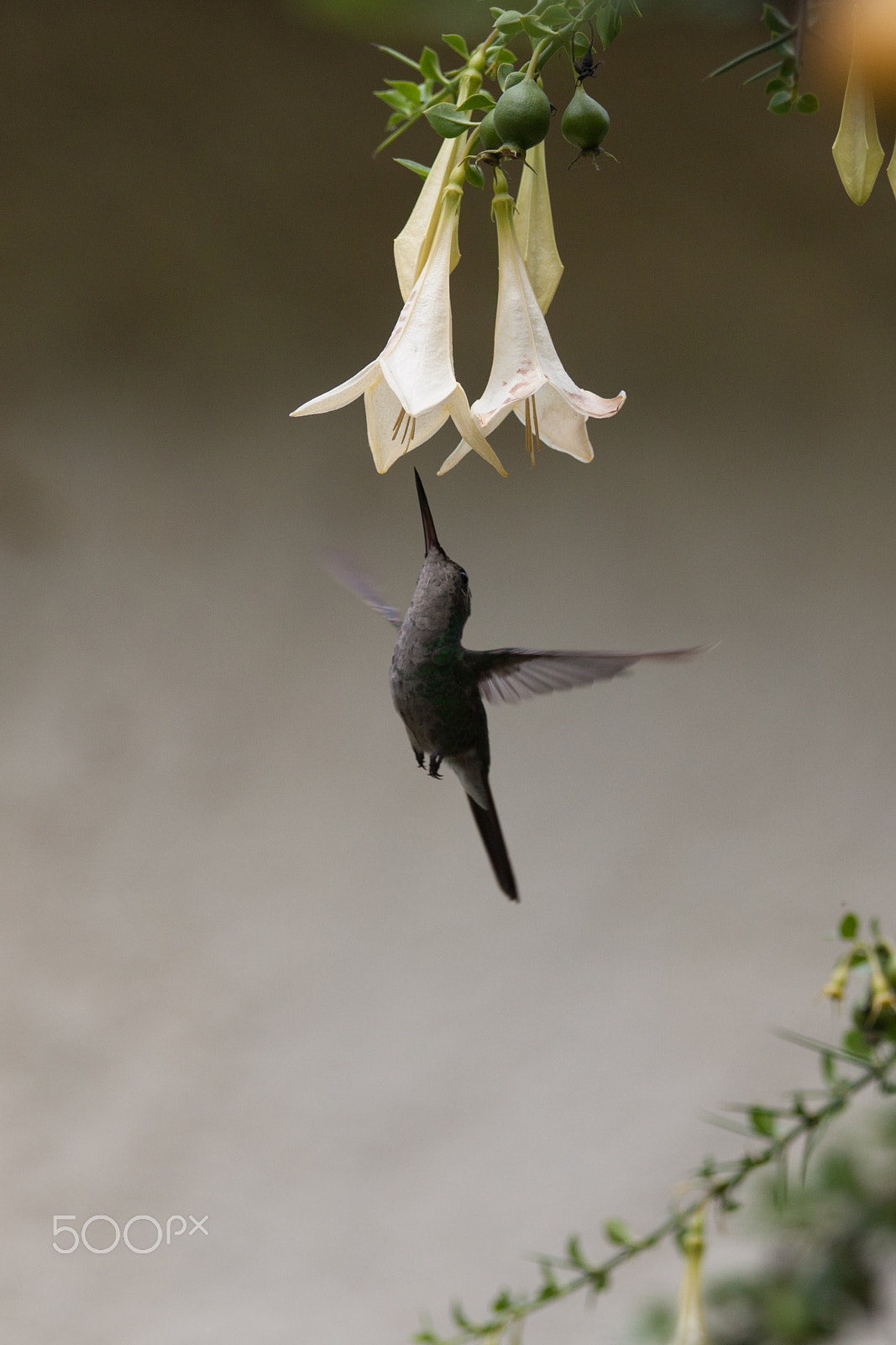 Canon EOS 500D (EOS Rebel T1i / EOS Kiss X3) + Canon EF 70-200mm F4L IS USM sample photo. A female hummingbird photography