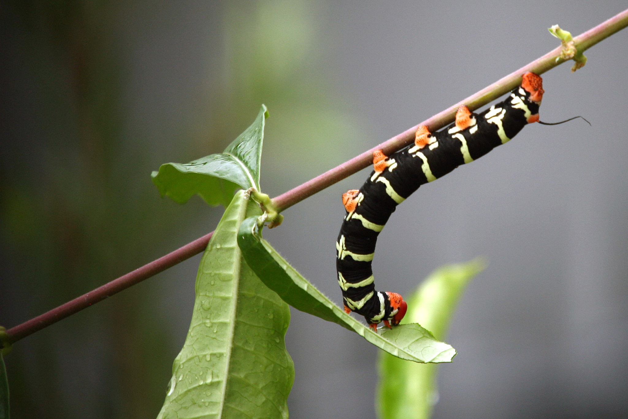 Sigma 50-500mm f/4-6.3 APO HSM EX sample photo. Pseudosphinx tetrio moth caterpillar photography