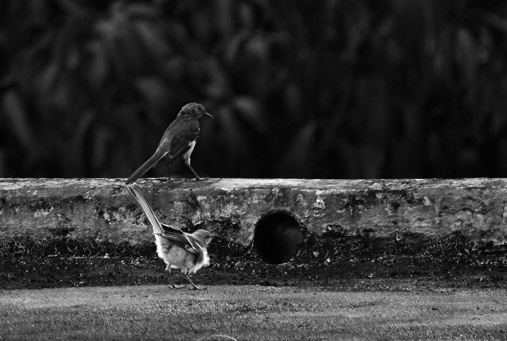 Sigma 50-500mm f/4-6.3 APO HSM EX sample photo. Pitirre (gray kingbird) photography