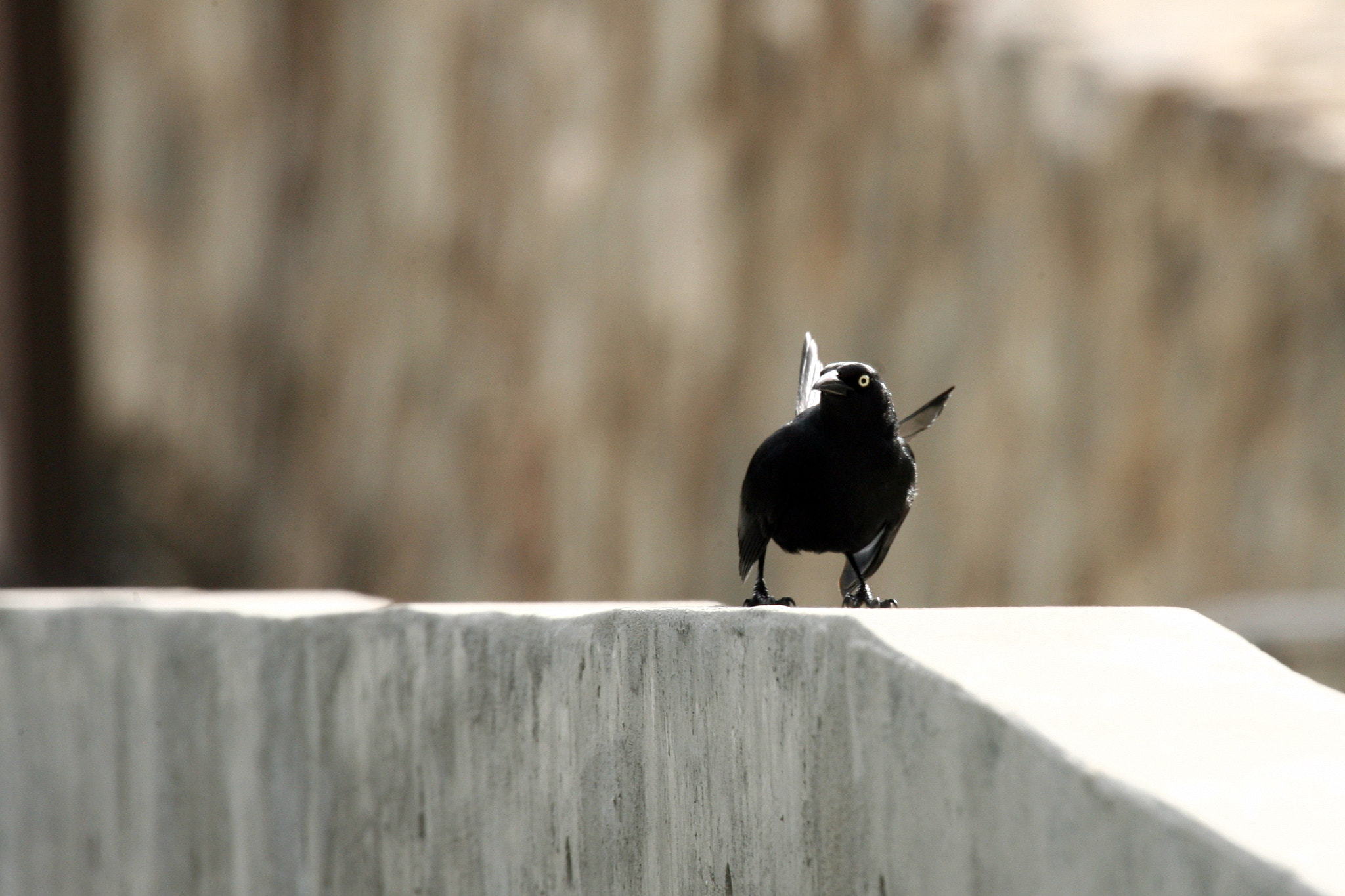 Sigma 50-500mm f/4-6.3 APO HSM EX sample photo. Chango bird photography