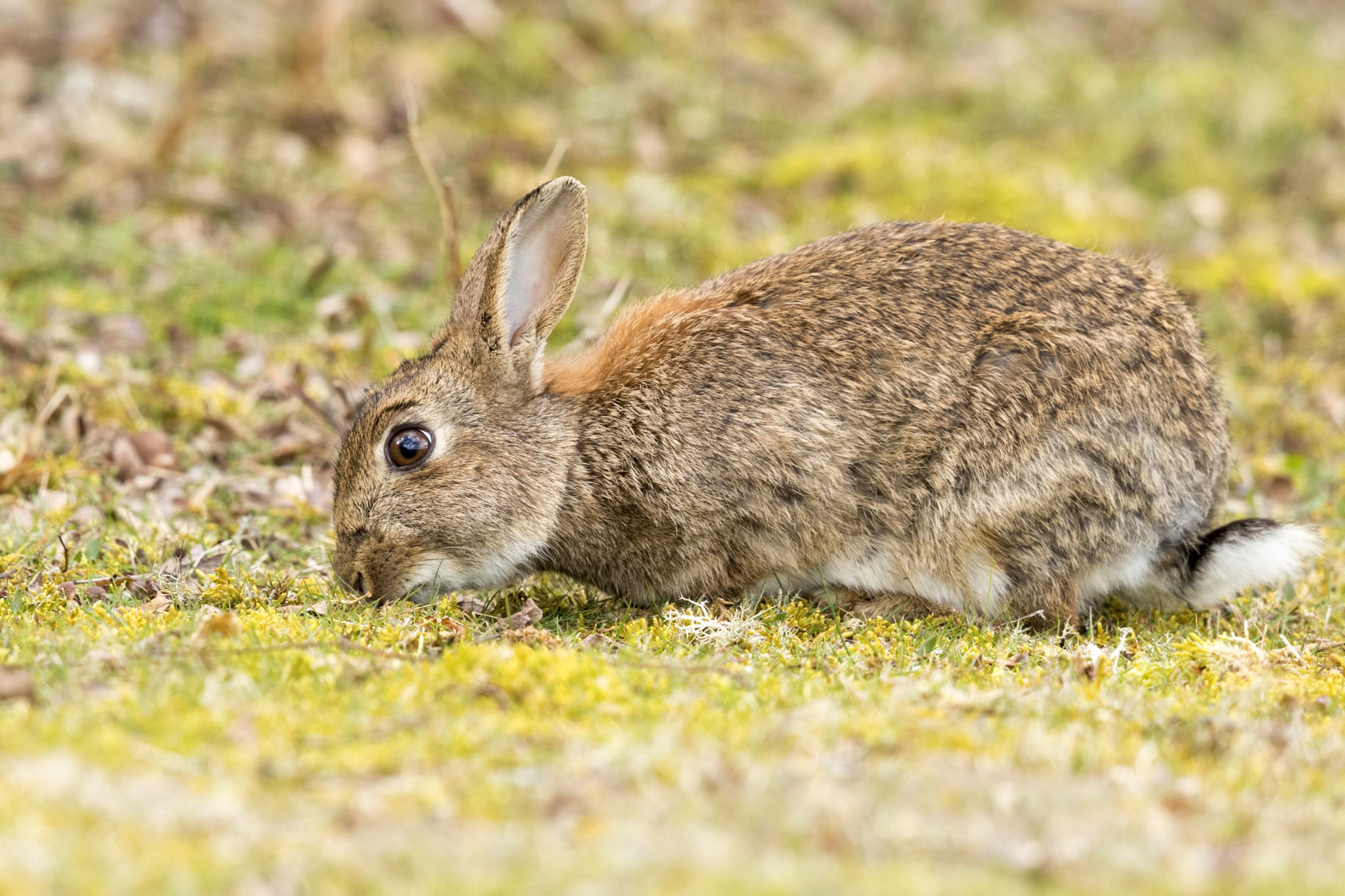 Canon EF 500mm F4L IS II USM sample photo. Rabbit eating photography