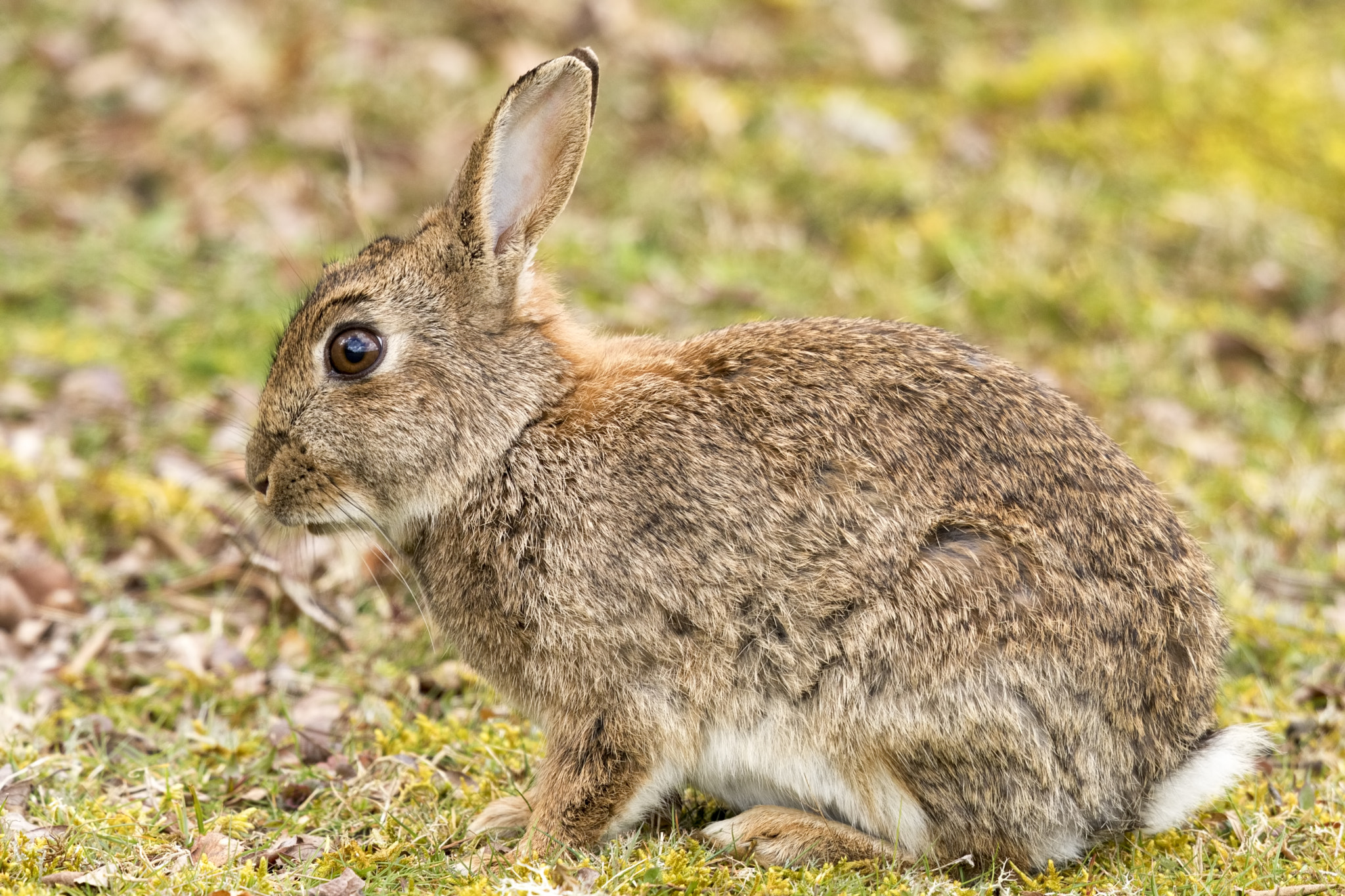 Canon EF 500mm F4L IS II USM sample photo. Easter rabbit photography