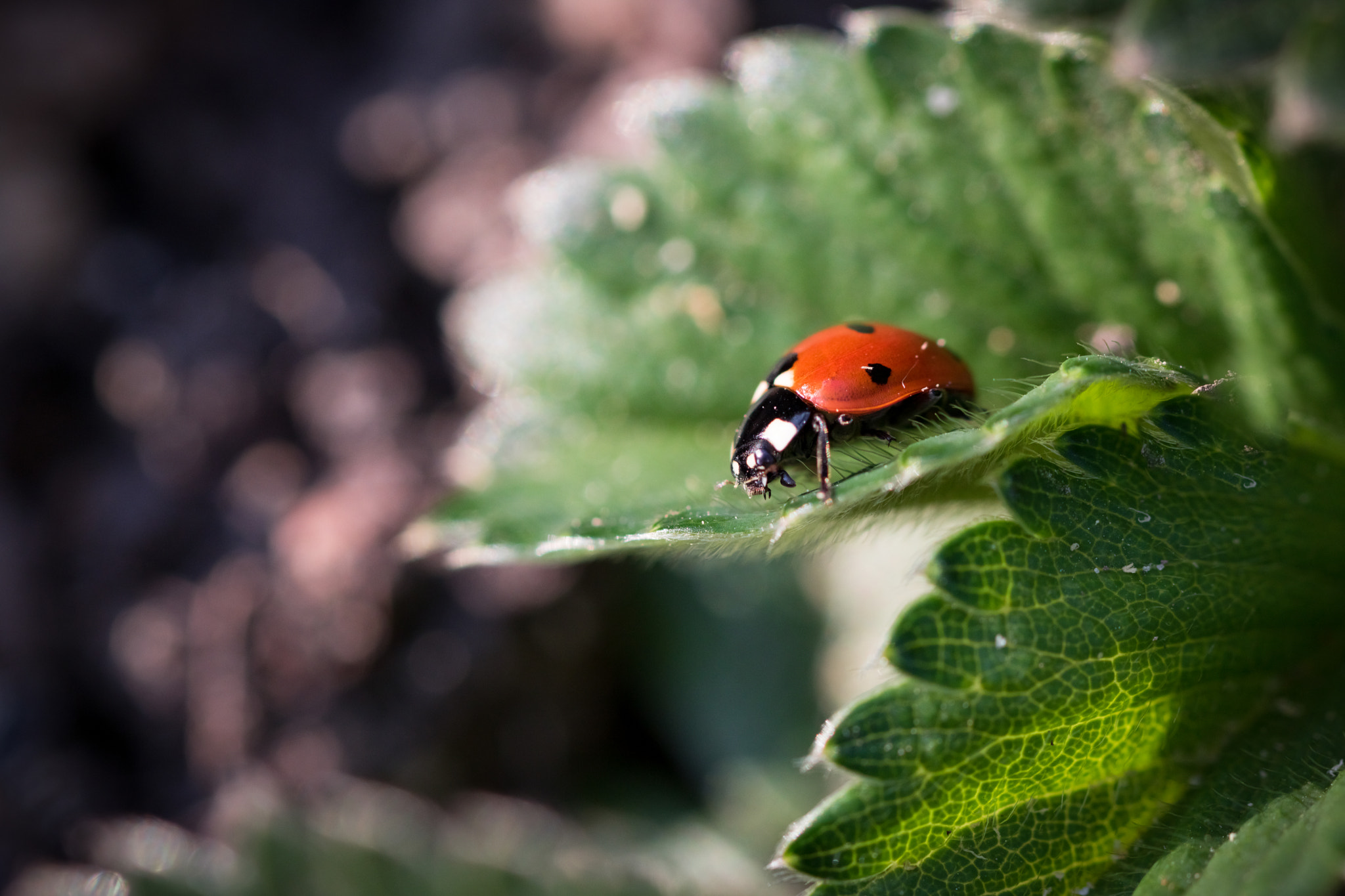 Canon EOS 750D (EOS Rebel T6i / EOS Kiss X8i) + Canon EF 100mm F2.8L Macro IS USM sample photo. Ladybug photography