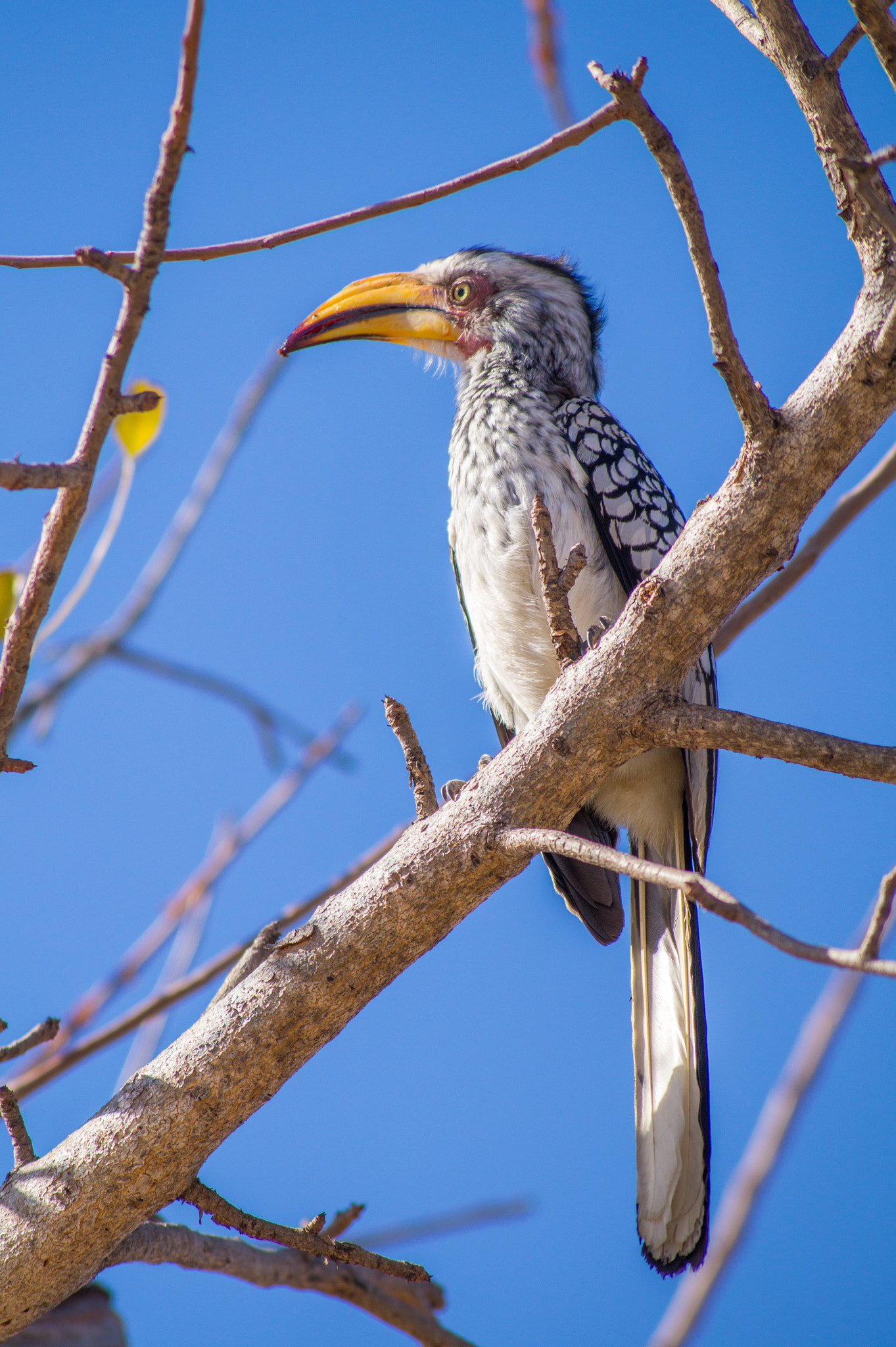 Tamron AF 55-200mm F4-5.6 Di II LD Macro sample photo. Hornbill photography