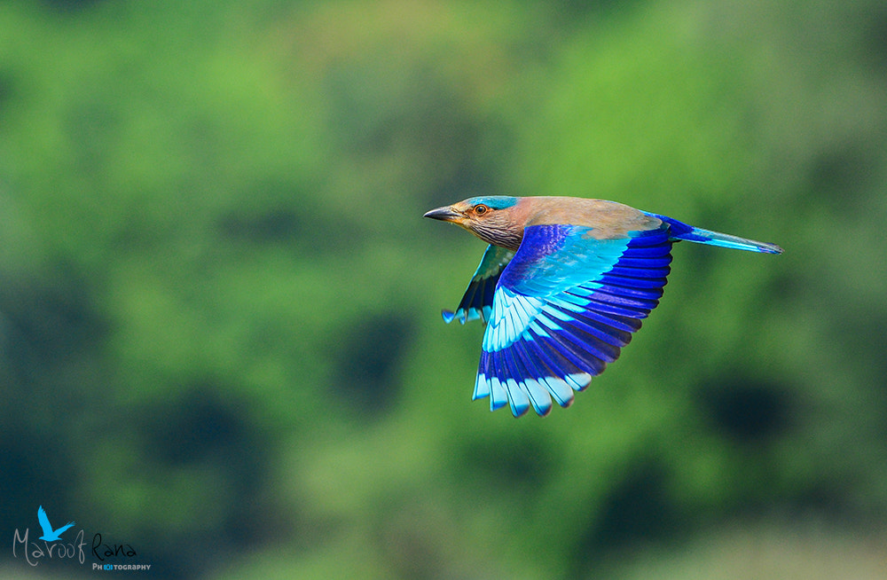 Nikon Nikkor AF-S 300mm F4E PF ED VR sample photo. Indian roller photography